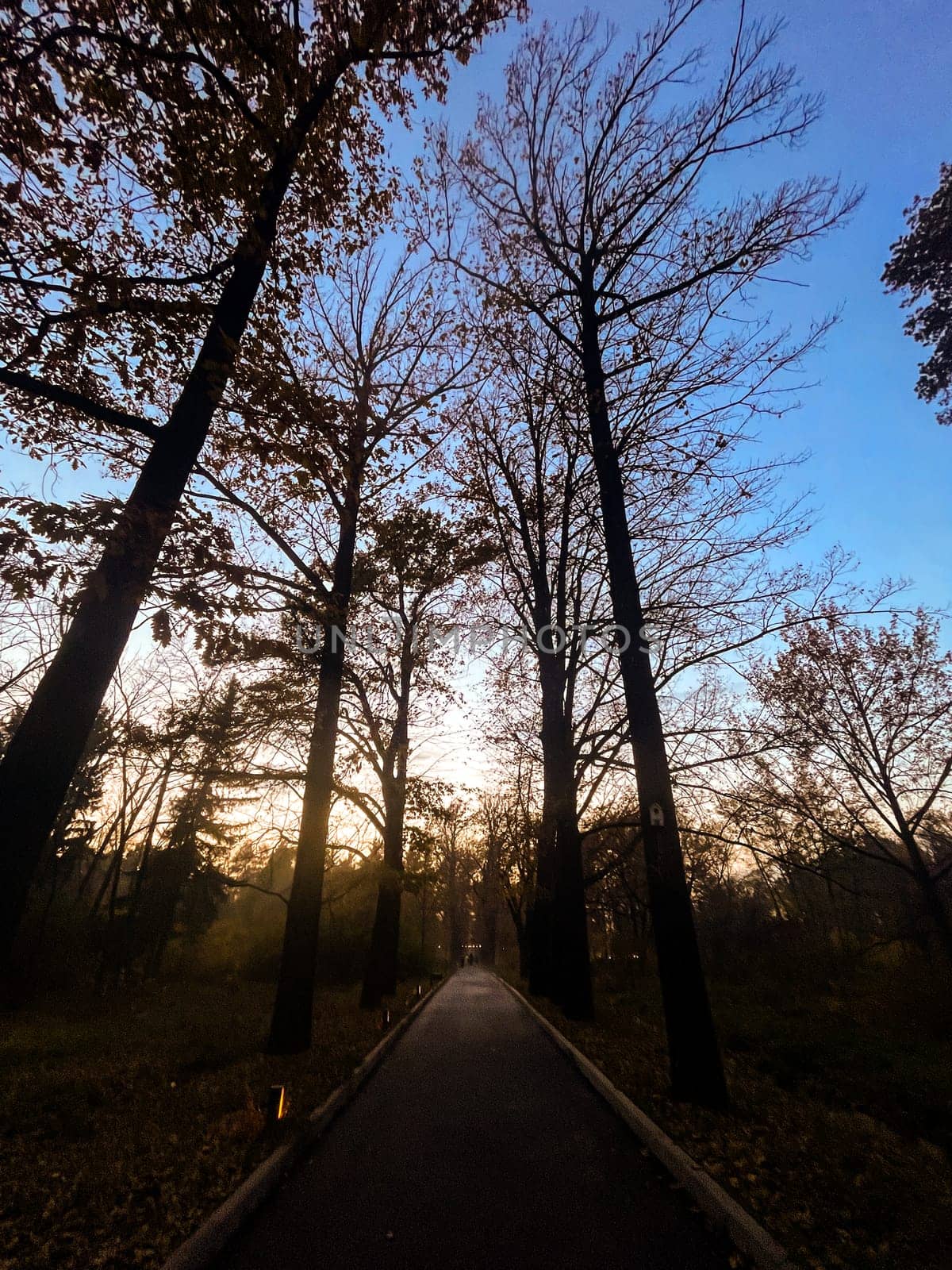 prospect Autumn avenue of fallen trees in the evening by Pukhovskiy