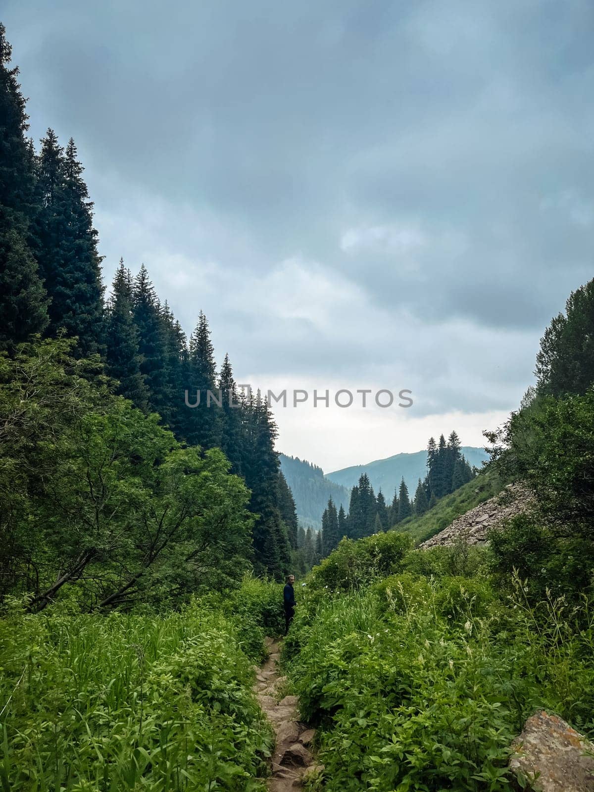 mountain trail with green trees and bushes on a summer day by Pukhovskiy