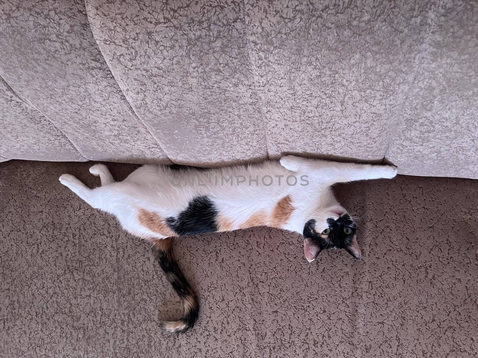 the tricolor cat lies stretched out on the sofa and rests by Pukhovskiy