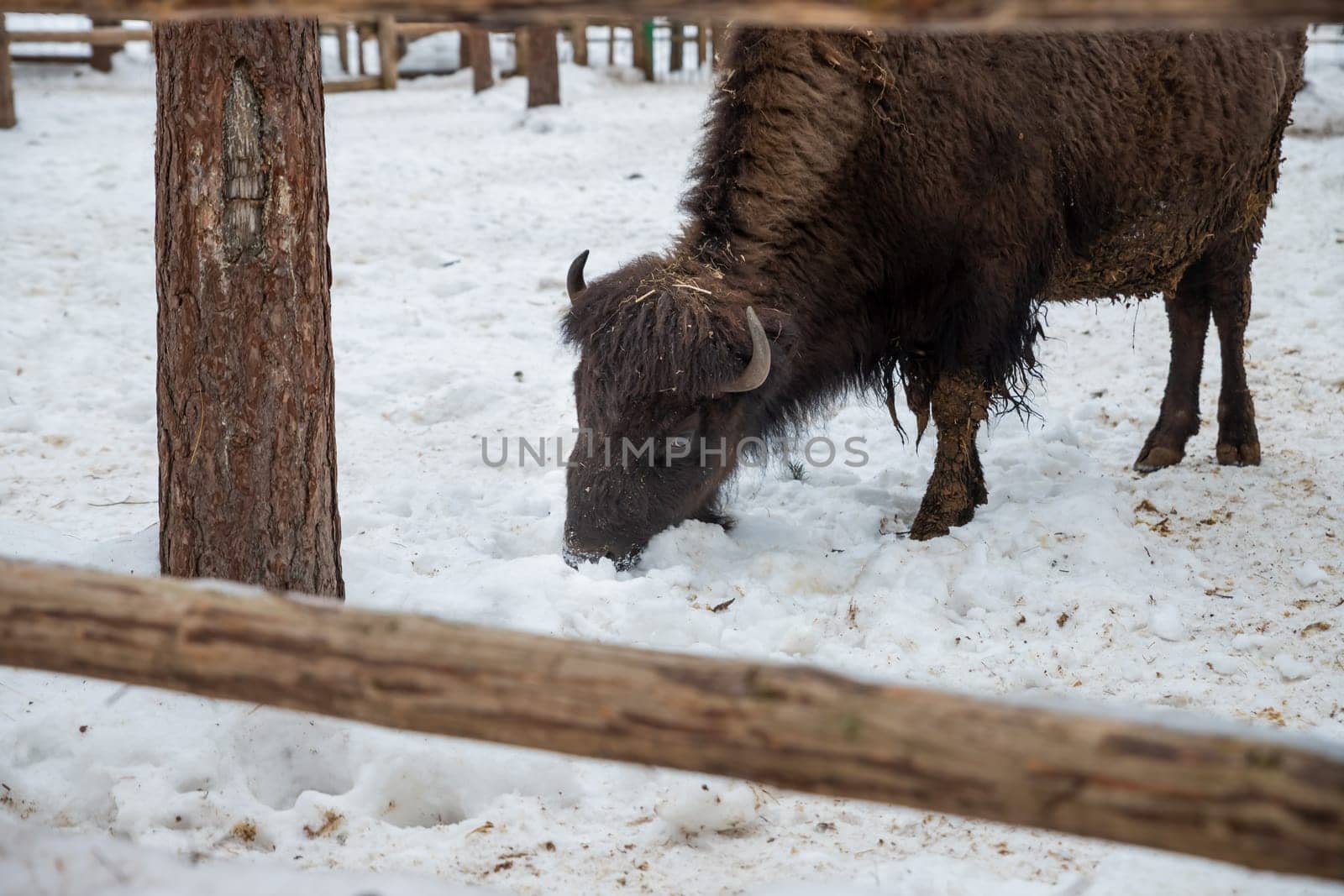 Winter scene.Large brown European bison stands in a snow near fence. Portrait of an adult male bison on the farm. Cloudy winter day.. Serious look. National park. by YuliaYaspe1979