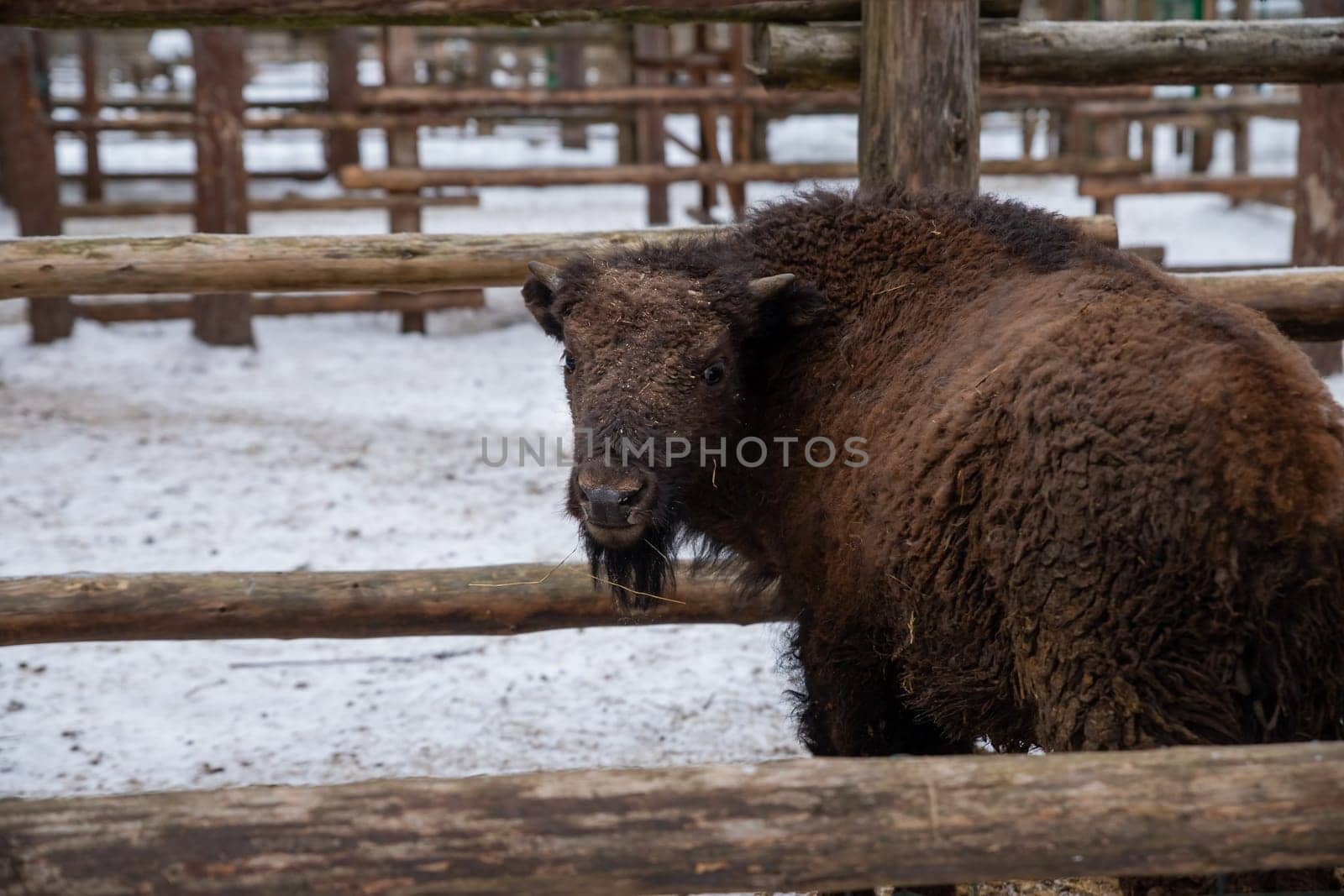 Winter scene.Large brown European bison stands in a snow near fence. Portrait of an adult male bison on the farm. Cloudy winter day.. Serious look. National park. by YuliaYaspe1979