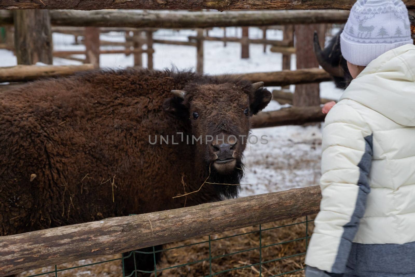 Winter scene.Large brown European bison .Close-up. Serious look. Day. National park.