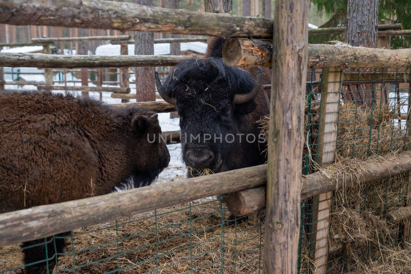 Winter scene.Large brown European bison stands in a snow near fence. Portrait of an adult male bison on the farm. Cloudy winter day.. Serious look. National park. by YuliaYaspe1979