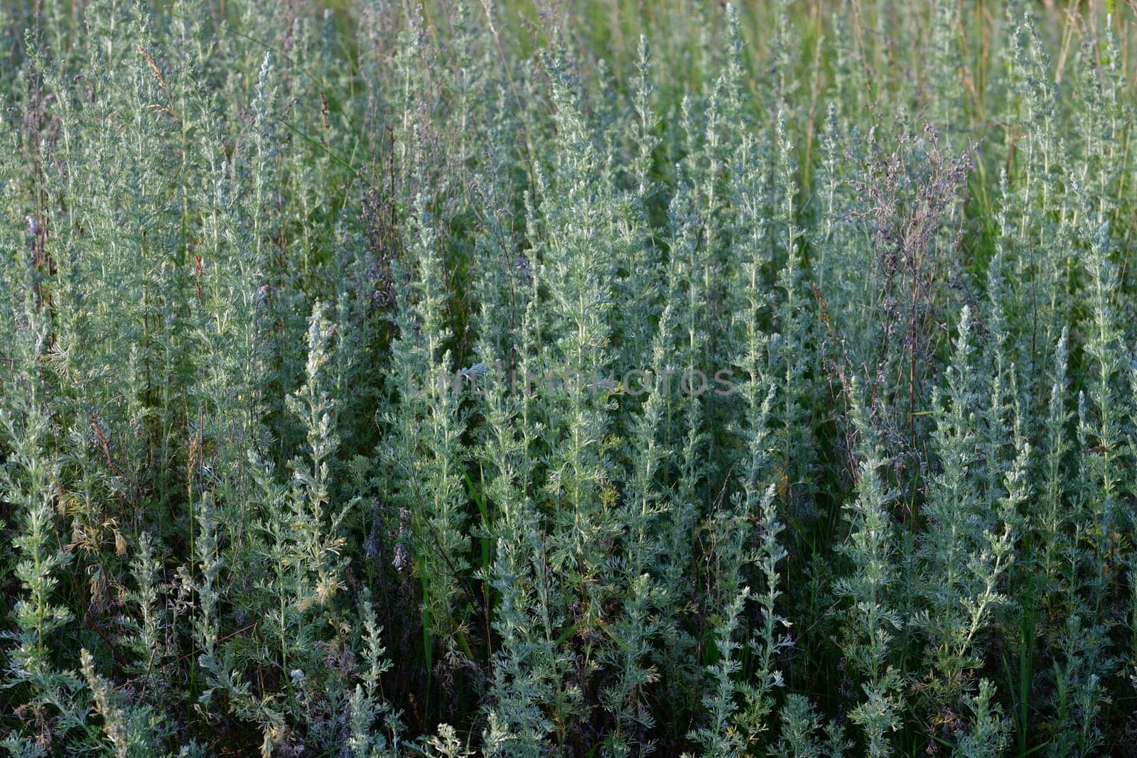 Background from twigs of young wormwood in nature by olgavolodina