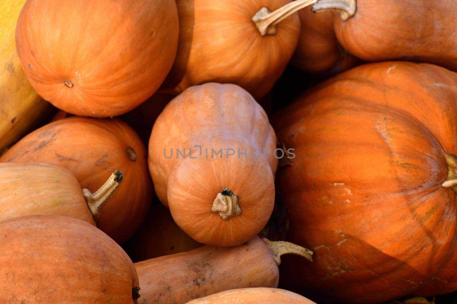 Ripe orange pumpkin lies in a heap in nature by olgavolodina