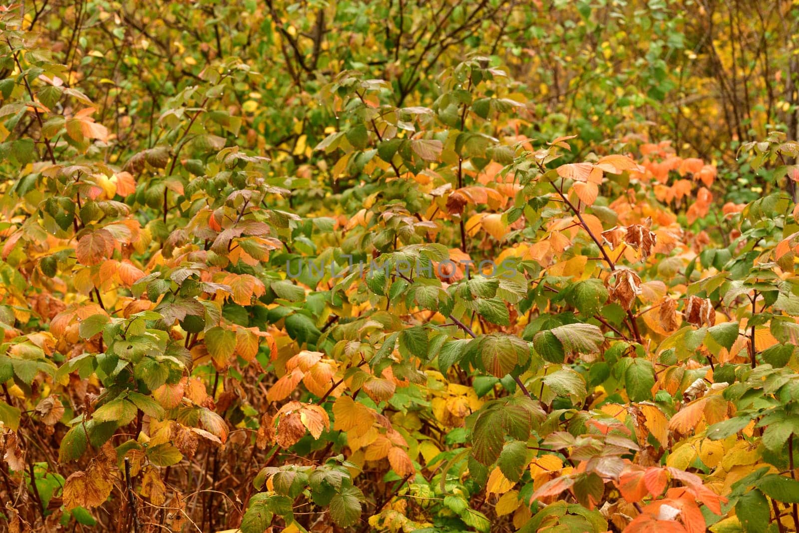 Autumn garden with raspberry bushes wet from rain by olgavolodina