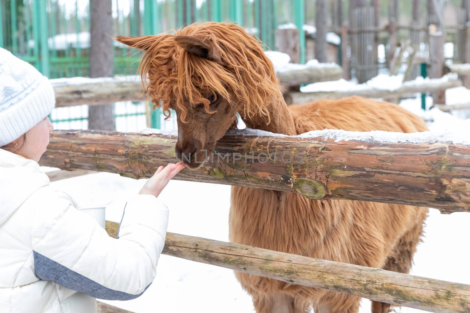 Blond preschool european girl feeding fluffy furry alpacas lama. Happy excited child feeds guanaco in a wildlife park.