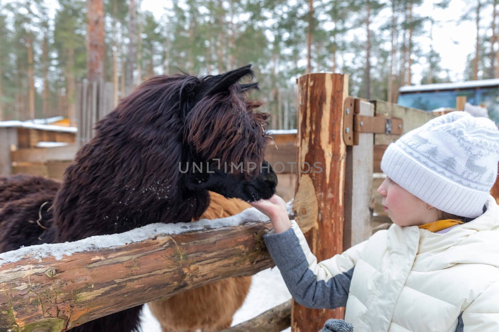 Blond preschool european girl feeding fluffy furry alpacas lama with carrots. Happy excited child feeds guanaco in a wildlife park. Family leisure and activity for vacations or weekend.animal care by YuliaYaspe1979