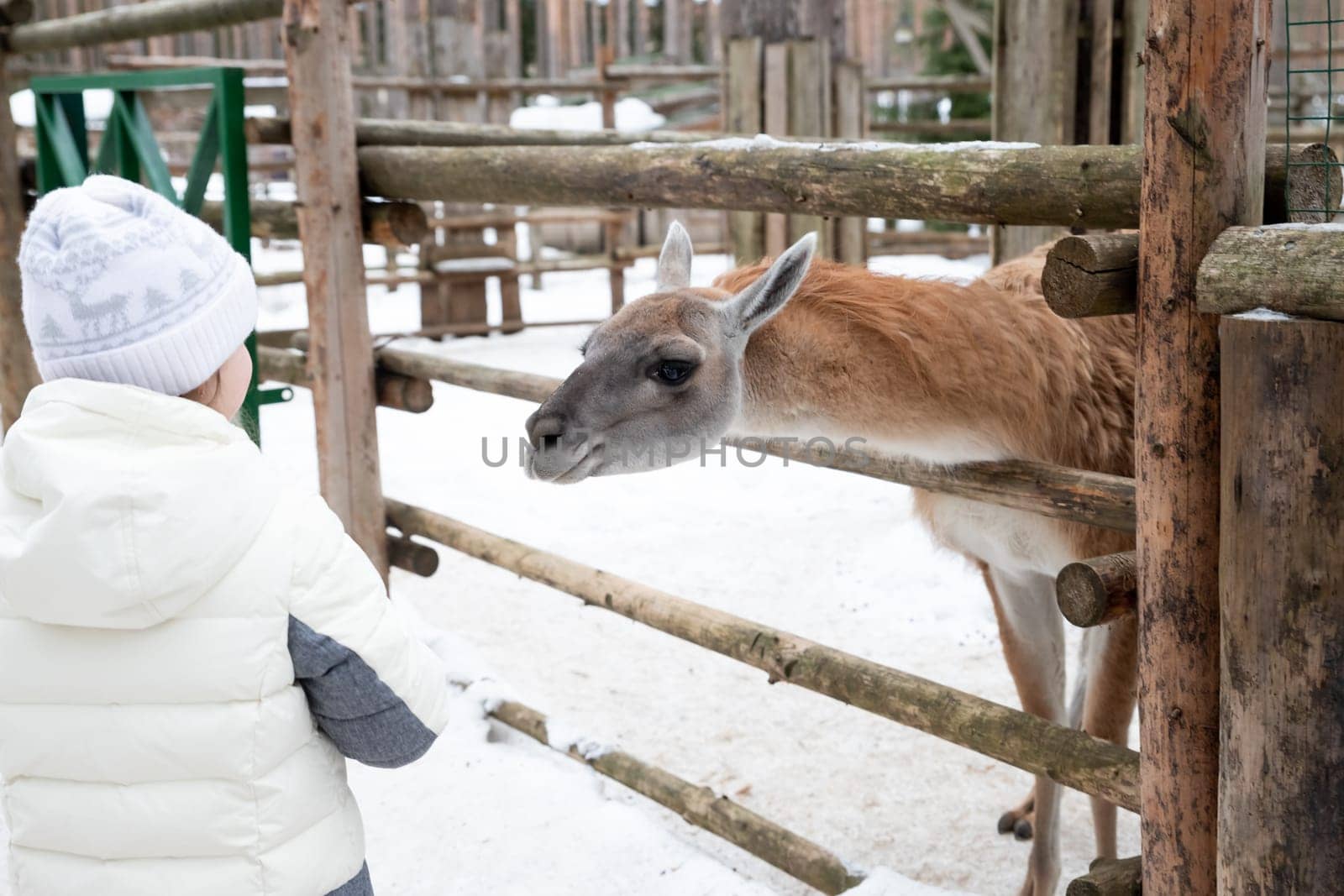 Young european woman feeding fluffy furry alpacas lama. Happy excited adult feeds guanaco in a wildlife park. Family leisure and activity for vacations or weekend