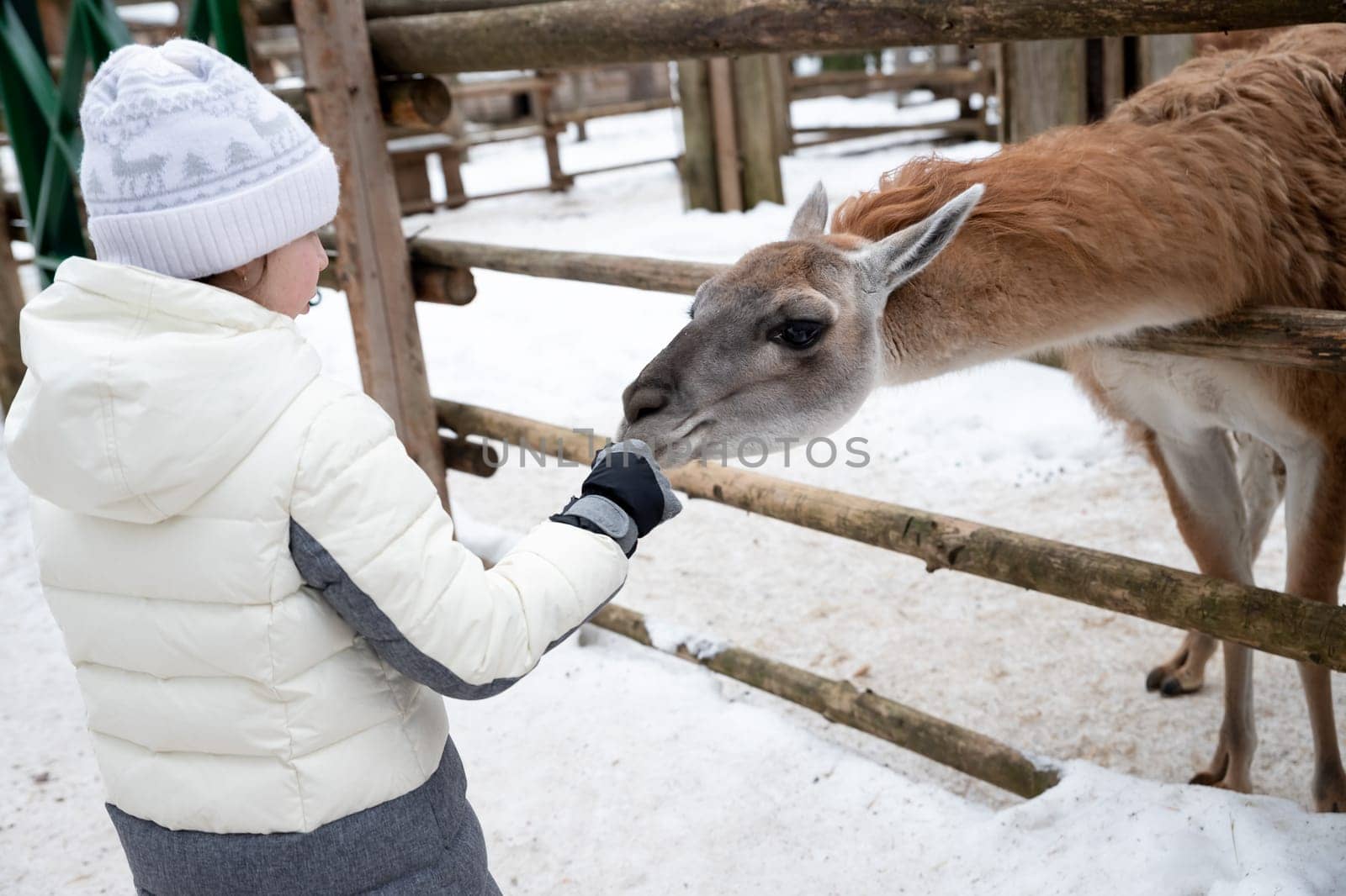 Young child feeds guanaco in a wildlife park. Family leisure and activity for vacations or weekend in winter.Guanaco fiber is very soft and warm. This is a luxurious wool.Farming and cultivation. by YuliaYaspe1979