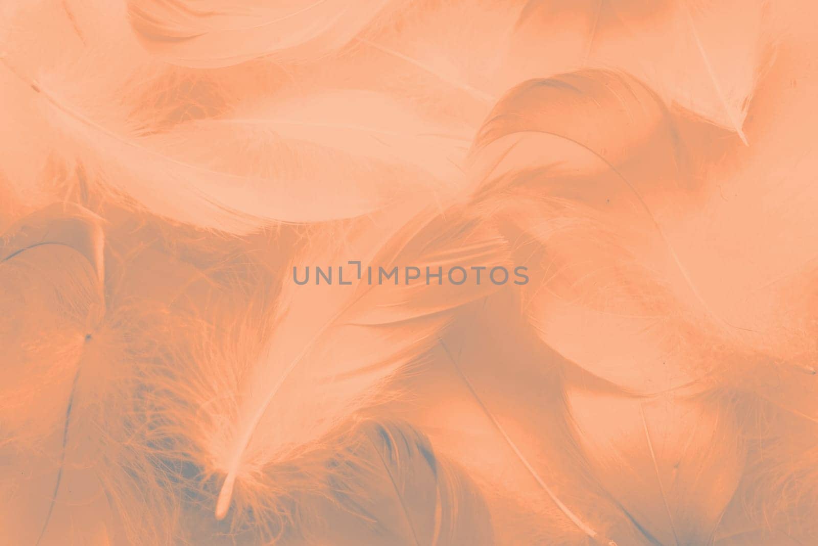 Abstract background. Texture. Fluffy bird feathers. Color of the year 2024: Peach Fuzz.