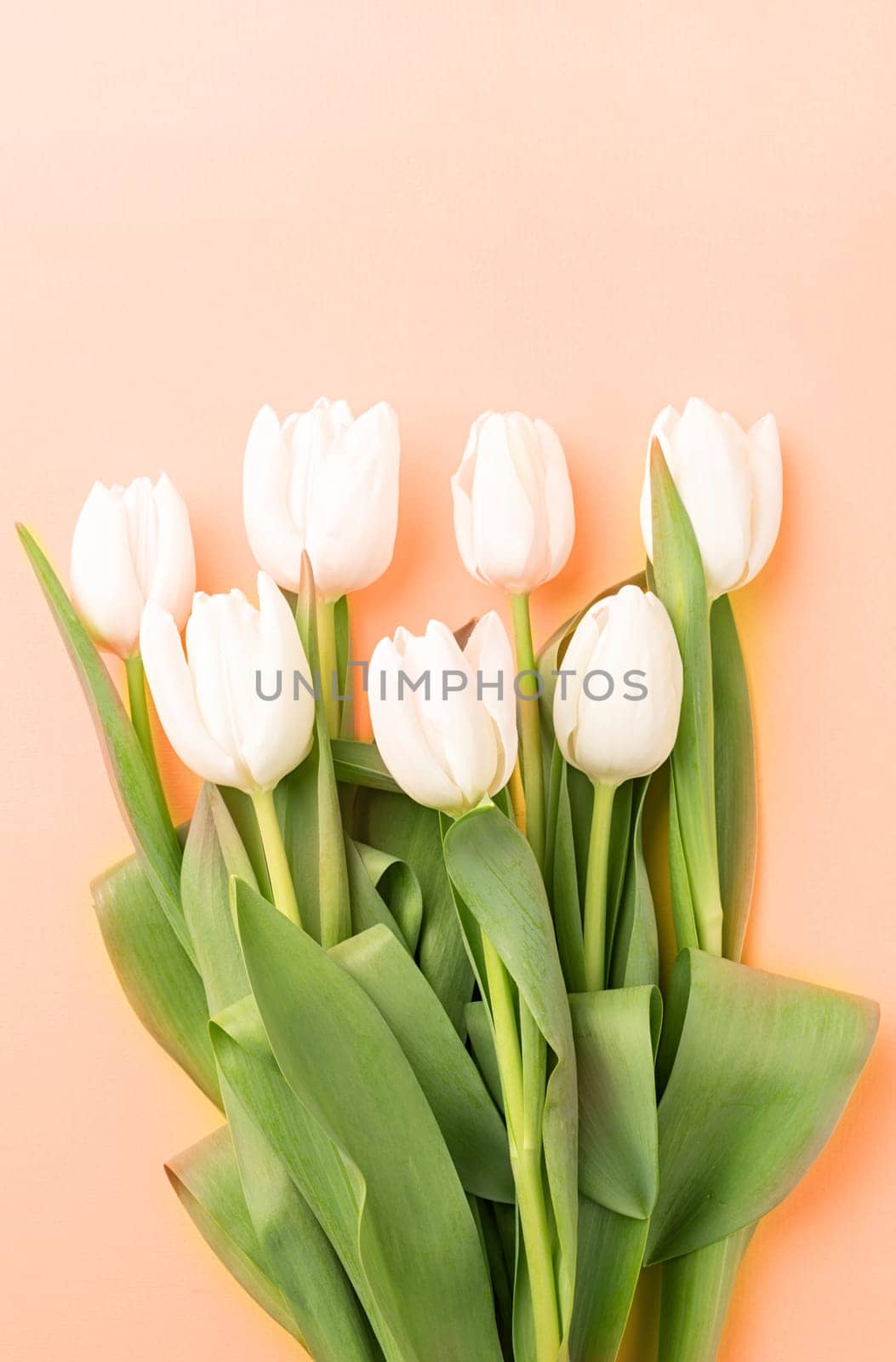 Color of the year 2024: Peach Fuzz. Spring concept. Top view of beautiful white tulips on background