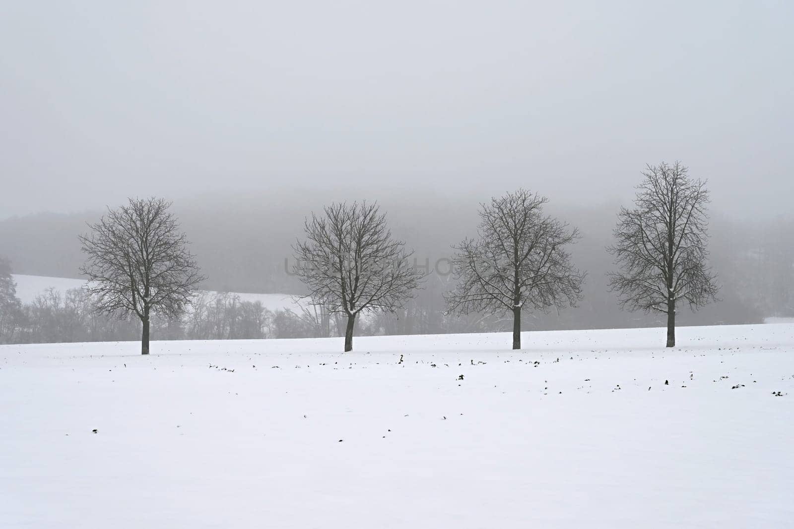 Winter time in the forest. Trees with snow. Nature - landscape. by Montypeter