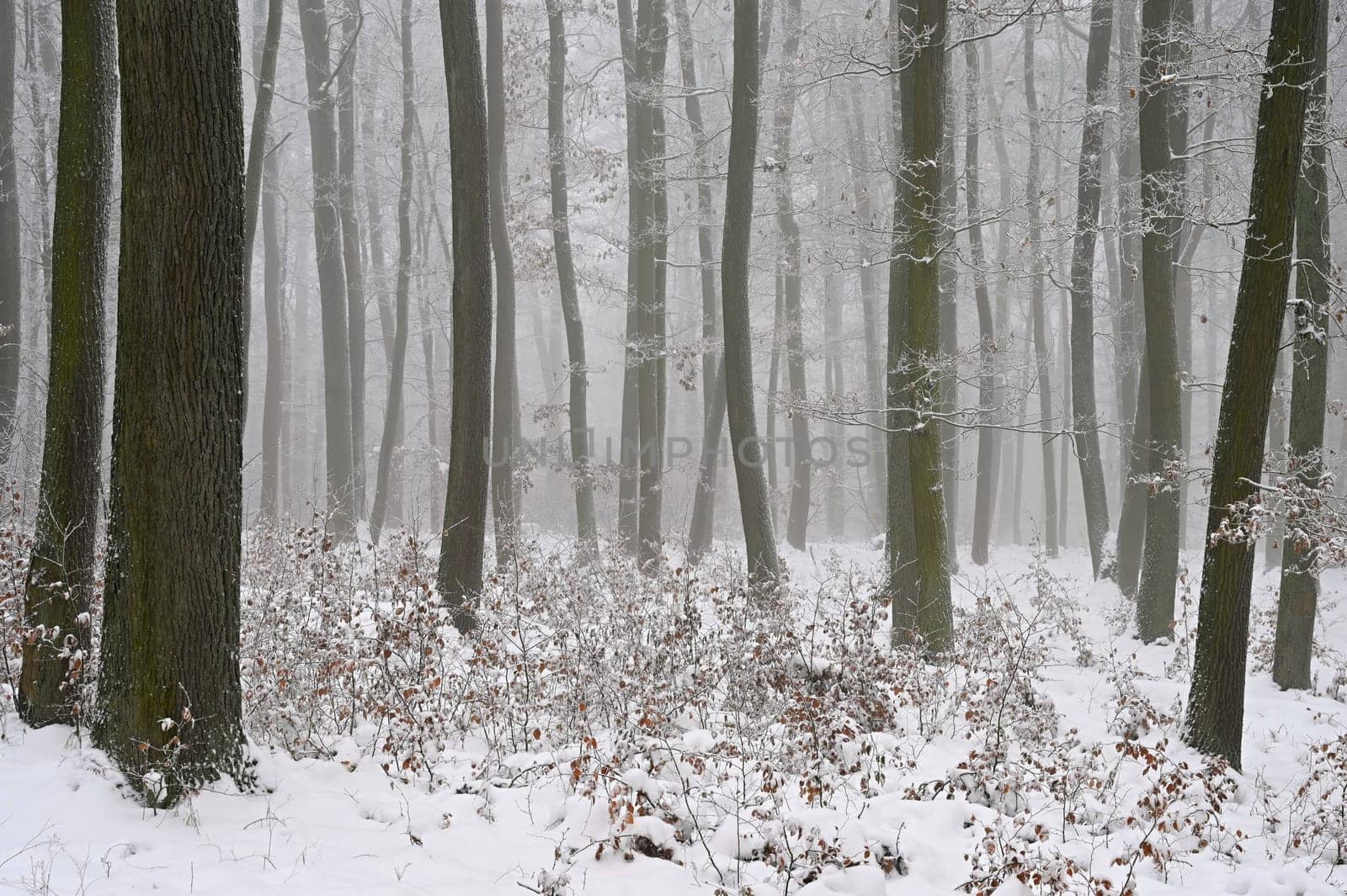 Winter time in the forest. Trees with snow. Nature - landscape. by Montypeter