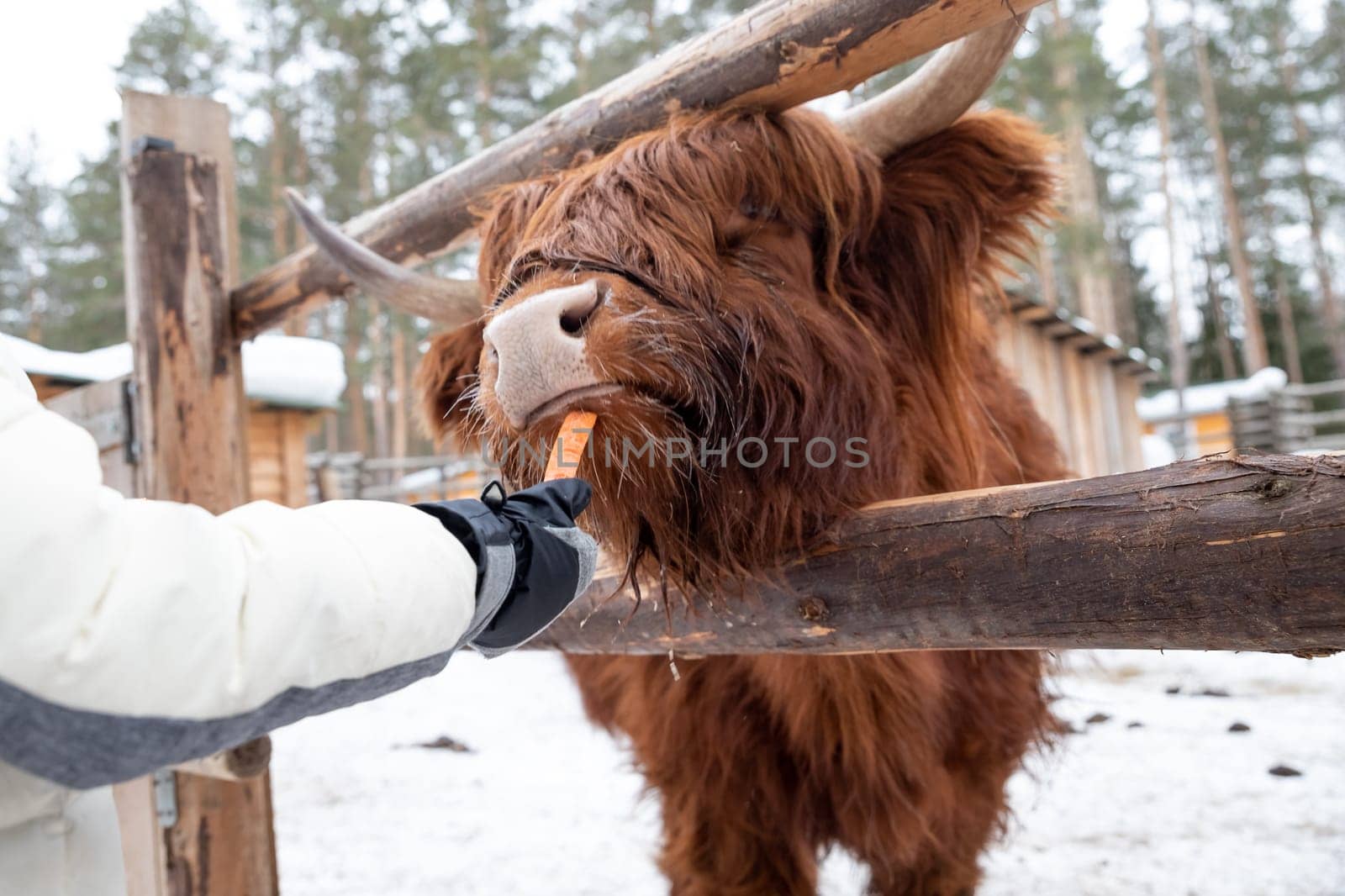 Scottish Highland cattle grazing in a pasture.Highland cow behind wooden fence opened its mouth and stuck out its tongue in anticipation of food. Contact zoo. Kid feeds Highland in winter zoo by YuliaYaspe1979