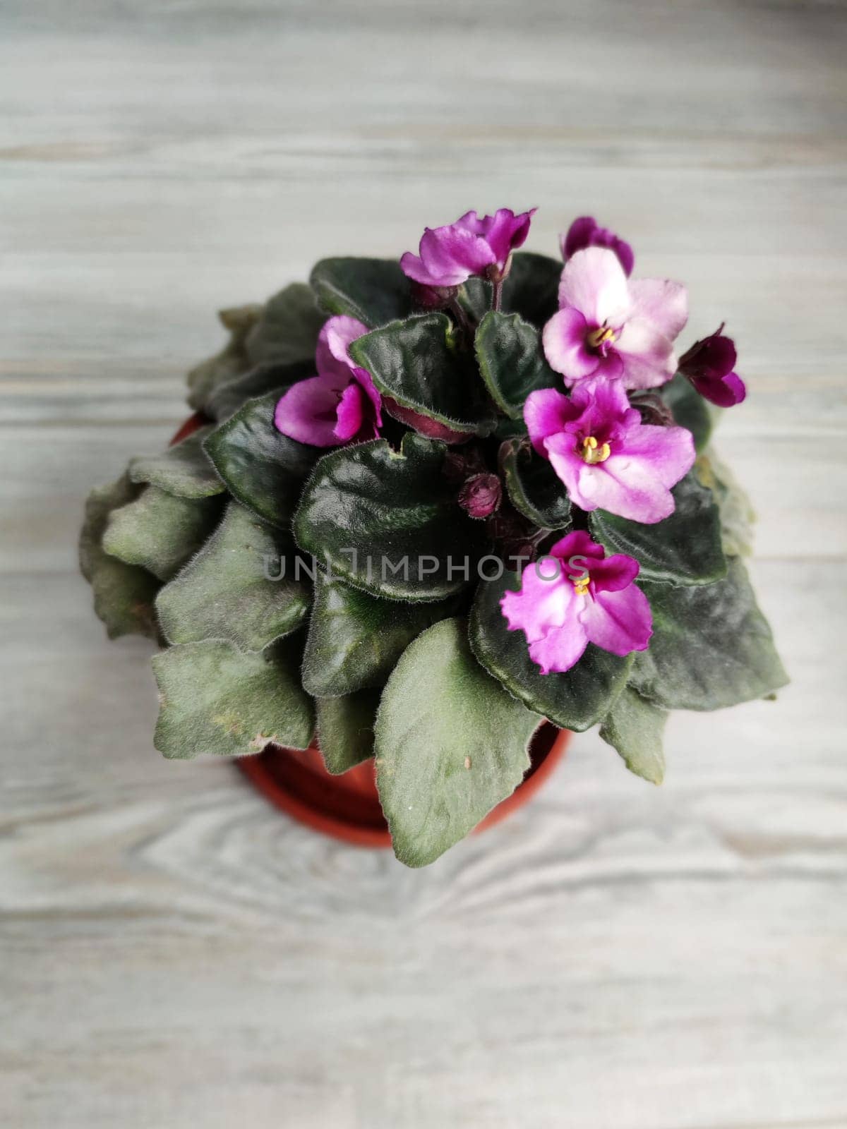 Blooming purple Saintpaulia uzambarica on a gray wooden background, top view.