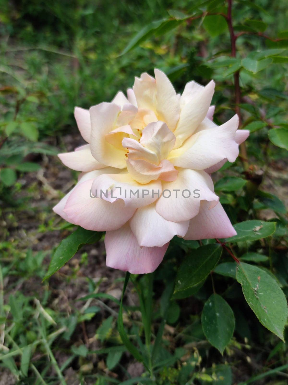 delicate pastel pink rose in the garden close up