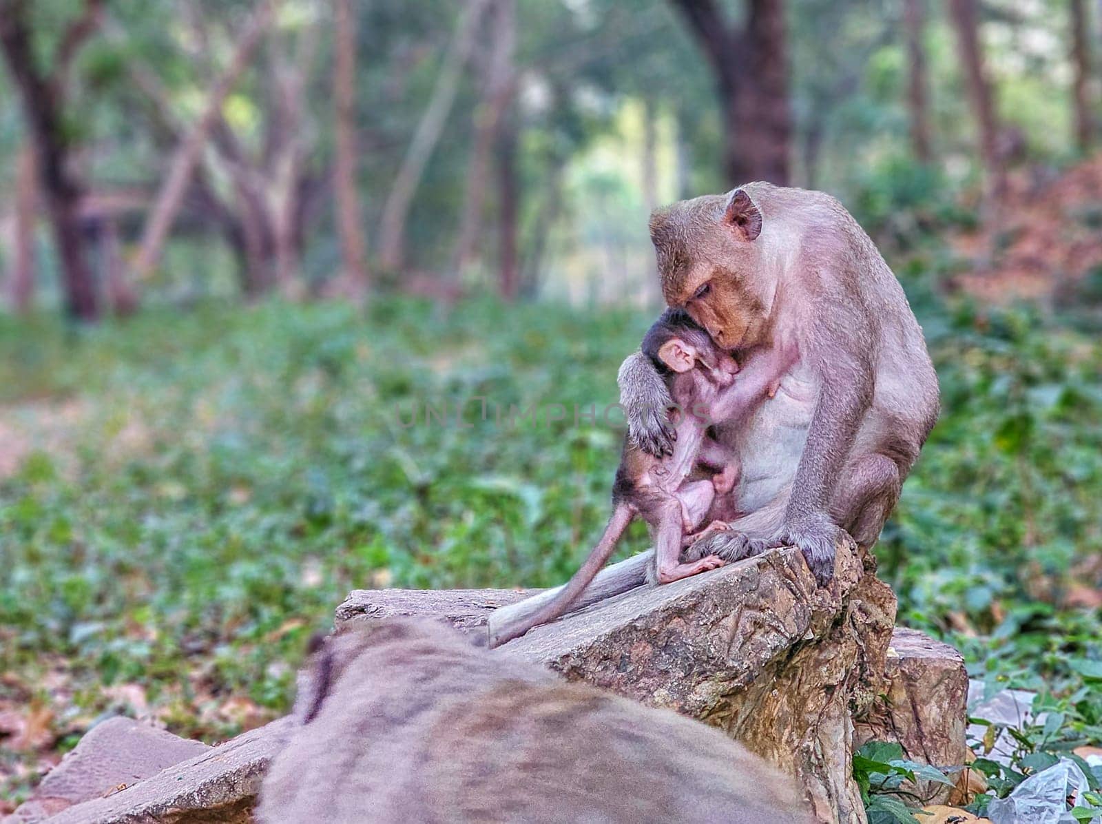 Macaque monkeys, Macaca fascicularis fascicularis, mum and baby at Angkor, Siem Reap, Cambodia by Elenaphotos21