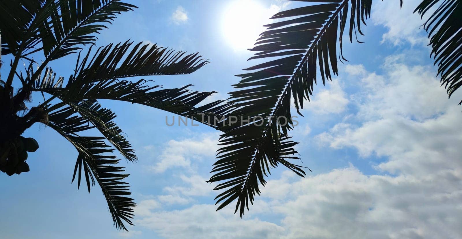 palm leaves against a background of blue sunny sky by Annado