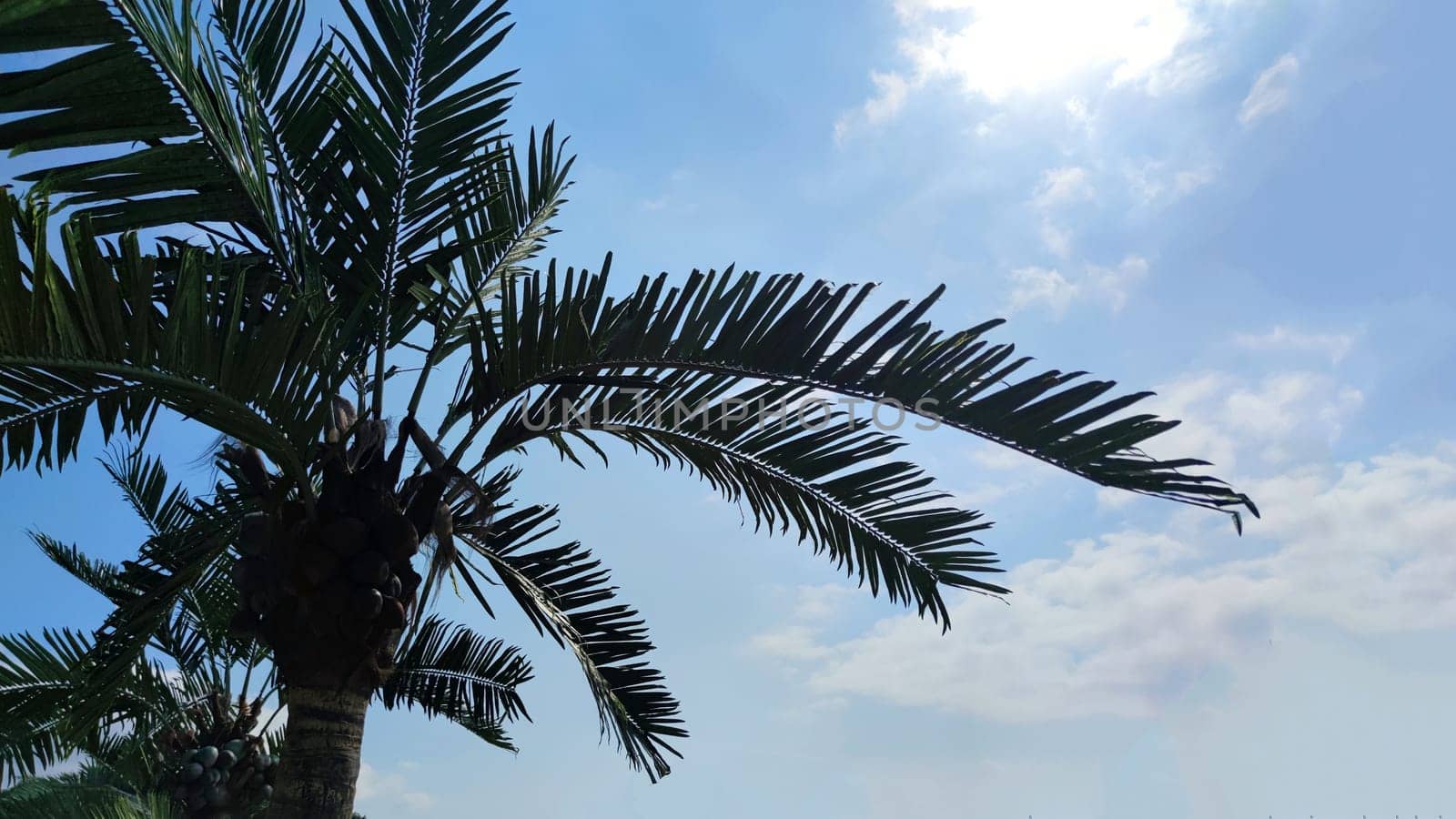 palm trees on a background of blue sunny sky, space for text.