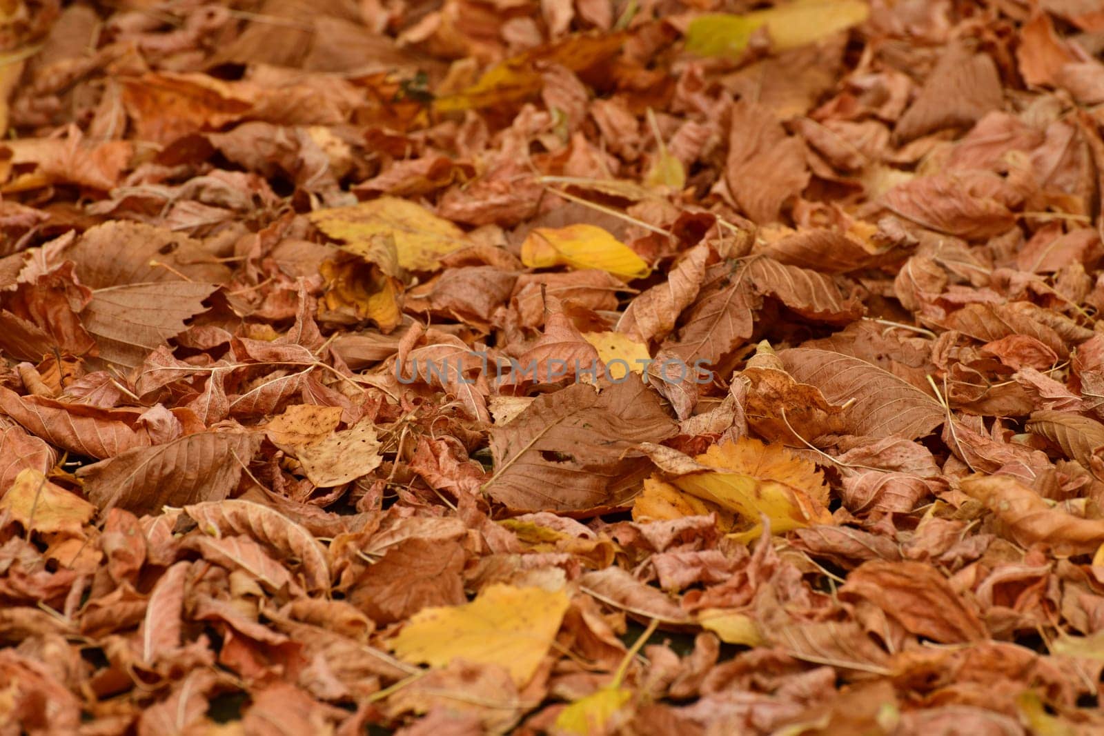 Background of yellow autumn leaves lying on the ground by olgavolodina