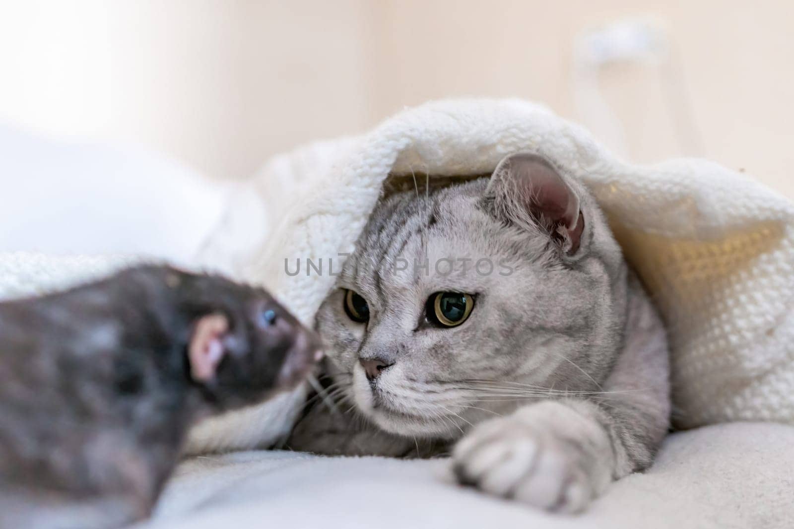 Cat and rat lie together on bed. Illustrating peaceful animal interaction. The cat appears to be looking at the rat, possibly curious or intrigued by its presence