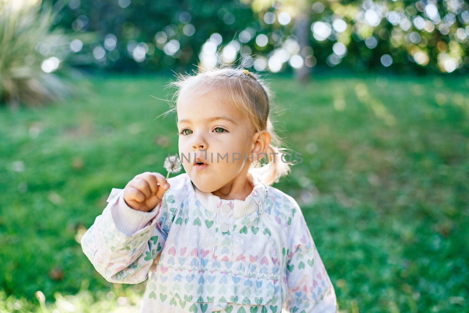 Little girl blowing on a dandelion while standing on a green lawn. High quality photo