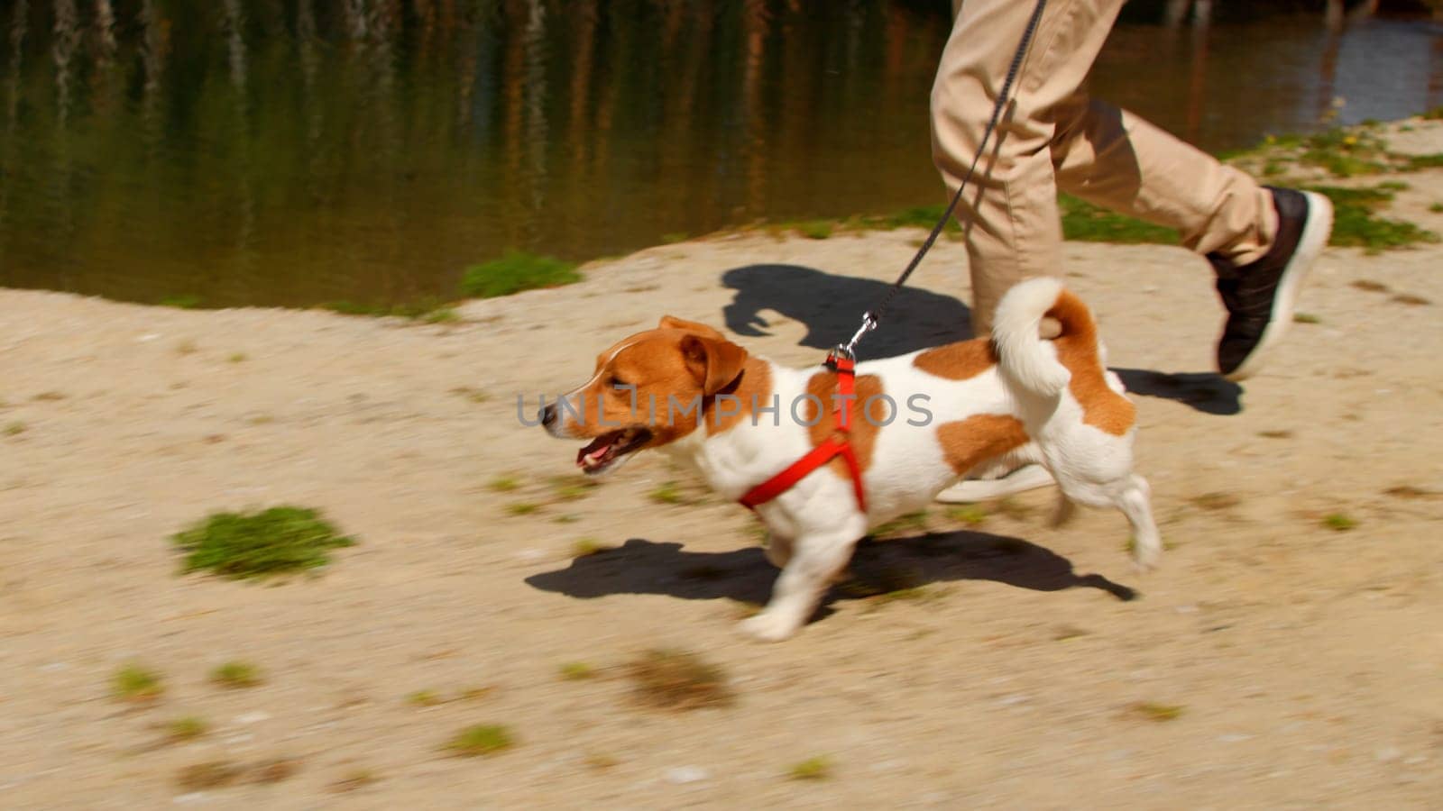 Male legs running with a cute little dog outdoors. Stock footage. Summer park and a lake on the background