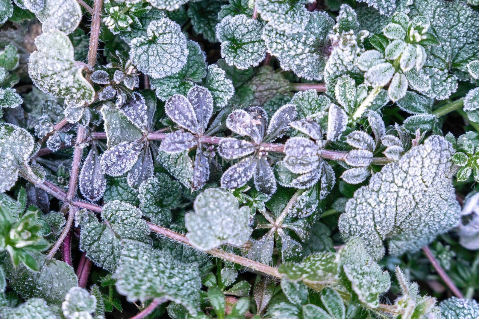 Beautiful frozen microcosmos. Freezing weather frost action in nature. First frost at frozen field plants close-up autumn shot