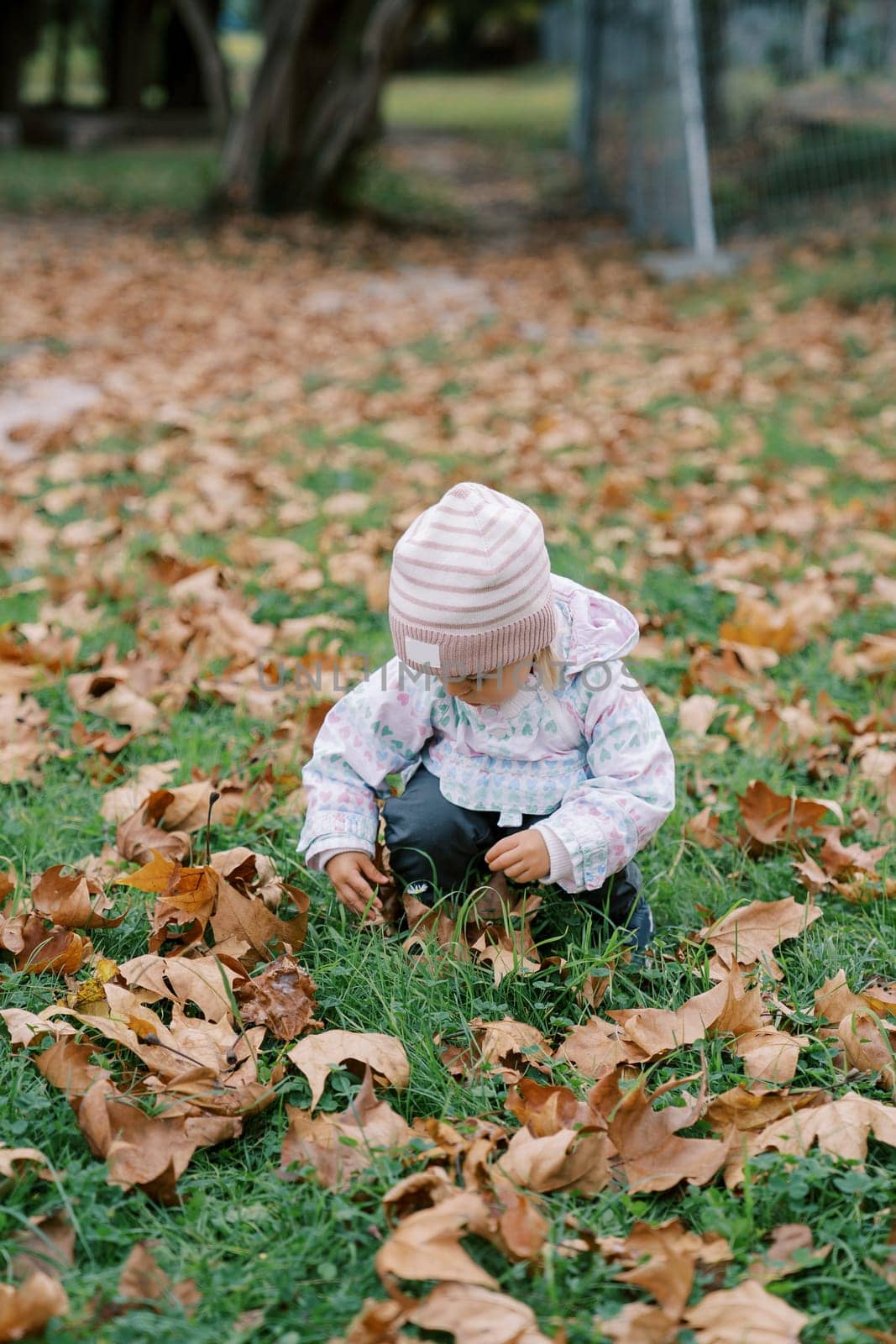 Little girl is squatting in the green grass and sorting through fallen brown leaves by Nadtochiy