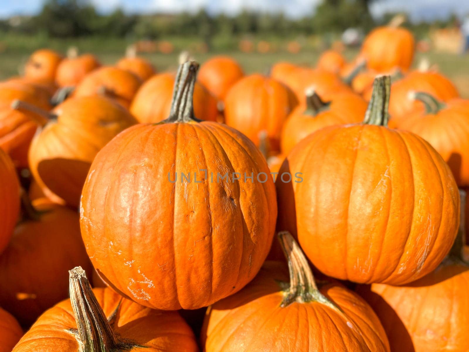 Pumpkins in the field during harvest time in fall. Halloween preparation by Bonandbon