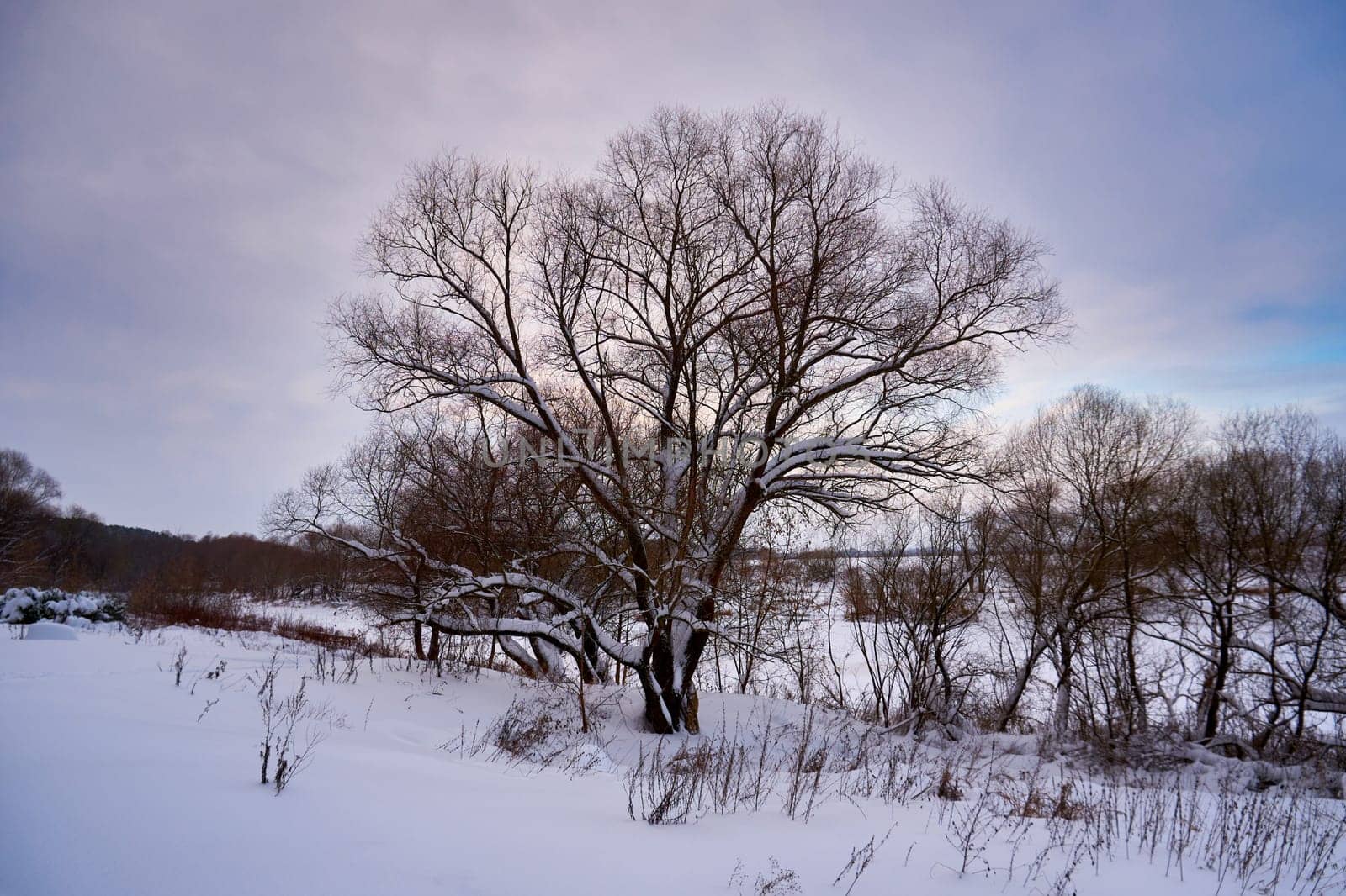 Winter landscape with bare trees on the bank of the river at sunset