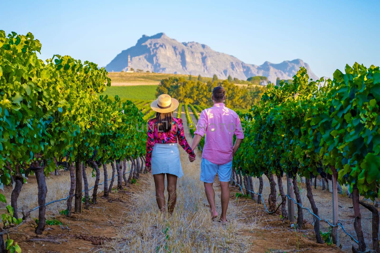 Vineyard landscape at sunset with mountains in Stellenbosch Cape Town South Africa. wine grapes on the vine in a vineyard, a couple man and woman walking in a Vineyard in Stellenbosch South Africa