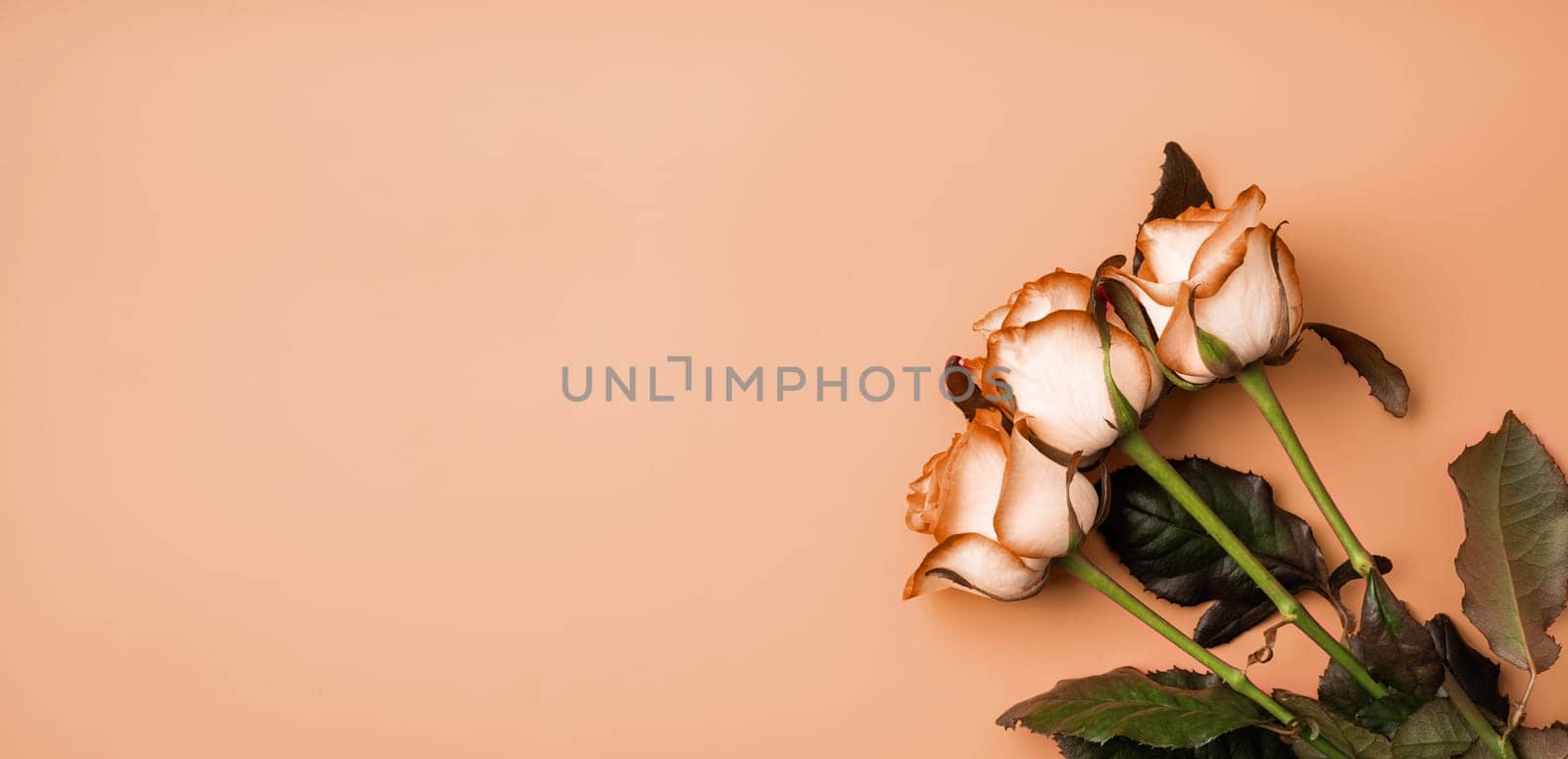 Color of the year 2024: Peach Fuzz. Valentines Day concept. roses on solid background with copy space. Banner