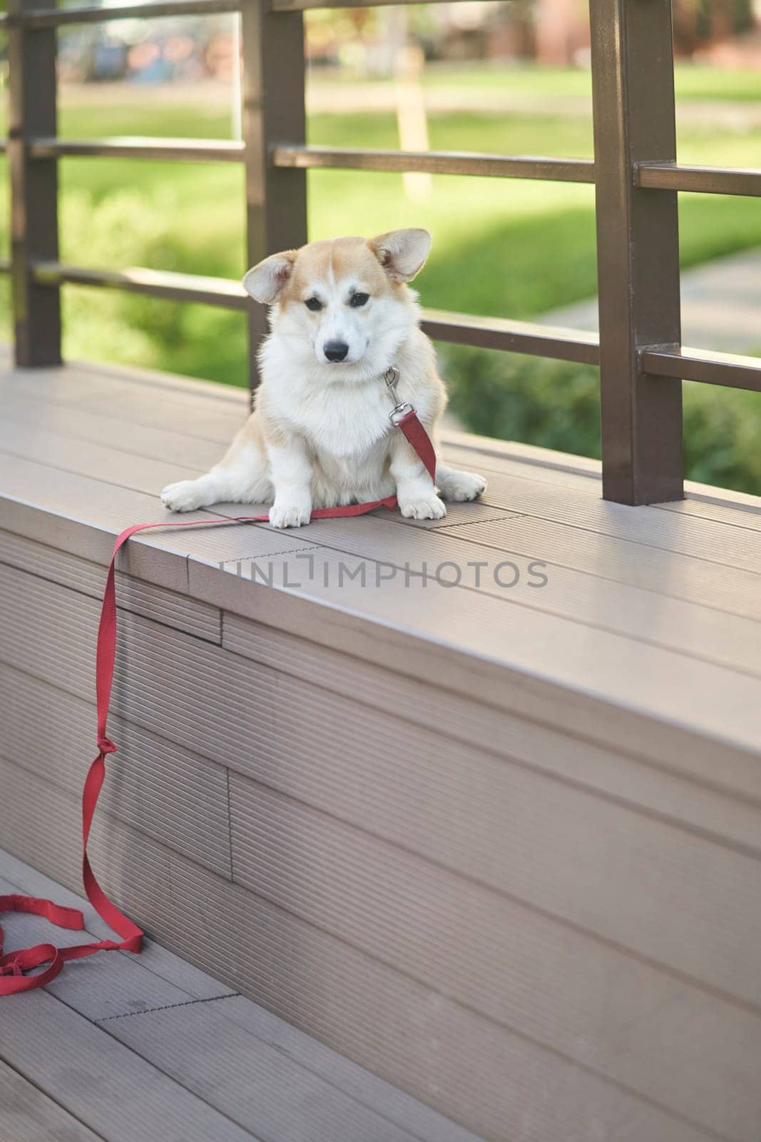 Welsh Corgi dog sitting outdoors. High quality photo