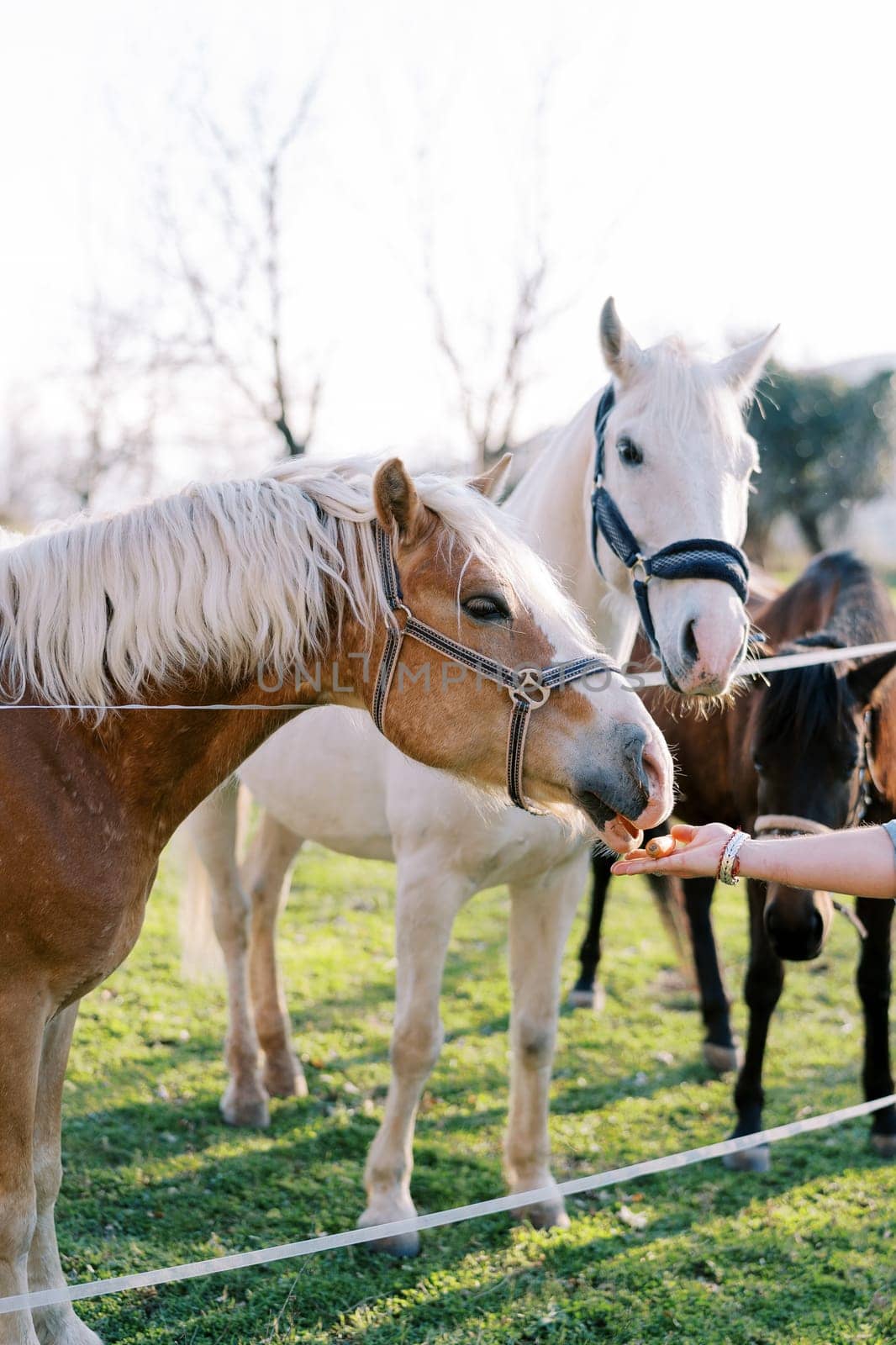 Brown horse with a white mane eats a carrot from a man hand. Cropped. Faceless by Nadtochiy