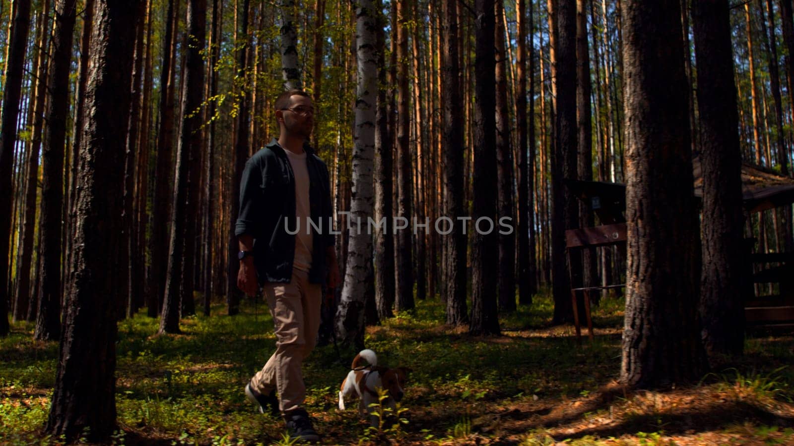 A man and walking in the woods with a small beautiful dog. Stock footage. Walking with a dog in a pine tree grove