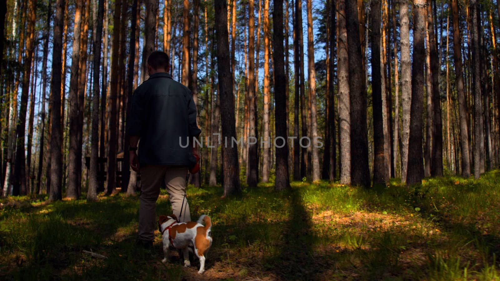 A man and walking in the woods with a small beautiful dog. Stock footage. Walking with a dog in a pine tree grove. by Mediawhalestock