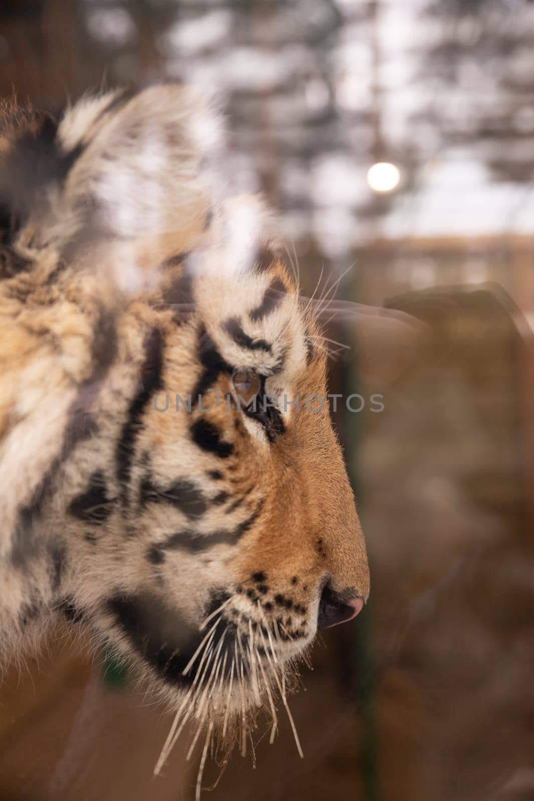 The tiger in the aviary of the zoo rests its nose against the dirty scratched muddy glass.