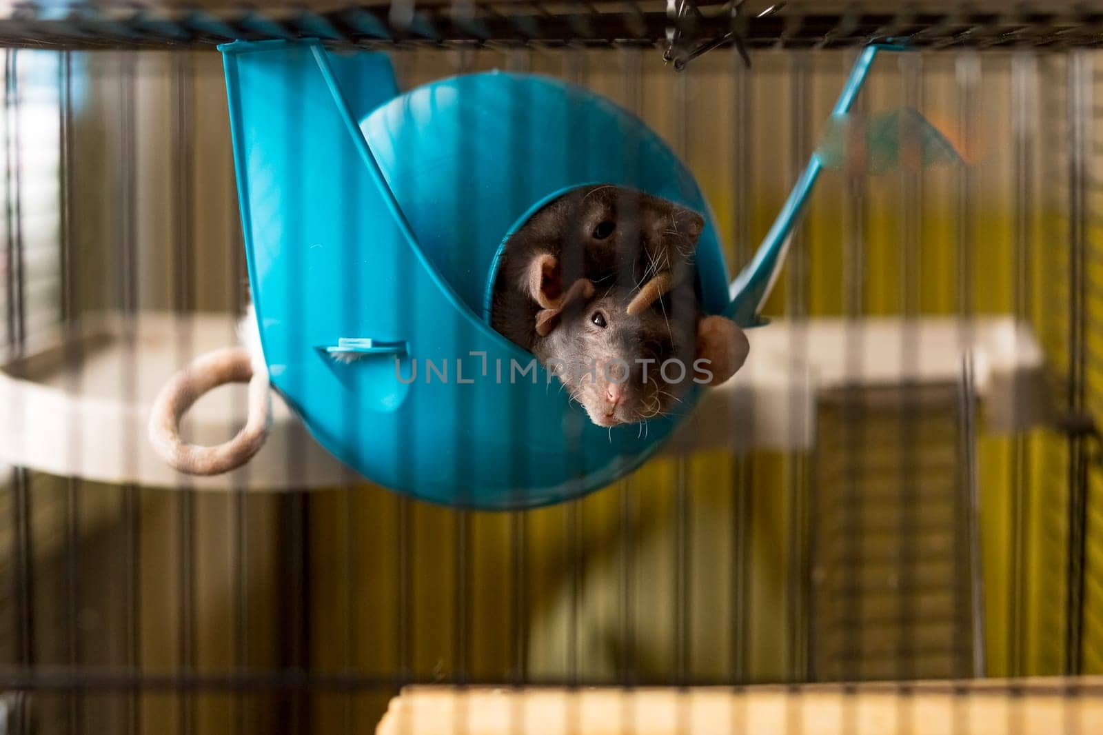 Two rats in a fully equipped two-storey rat cage.grey White rat with a wooden house. Home and comfort. Pet Cage.The domestic rat dumbo in a contact zoo. by YuliaYaspe1979