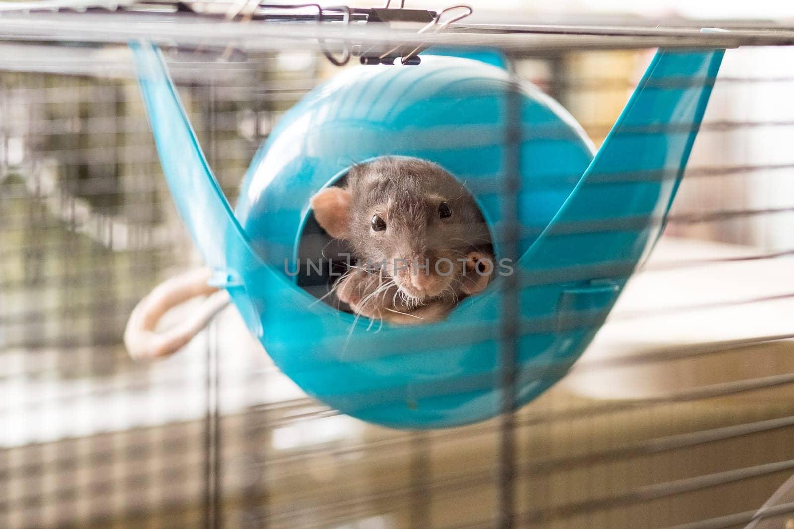 Closeup of funny white domestic rat with long whiskers sleeping in yellow plastic pet house.