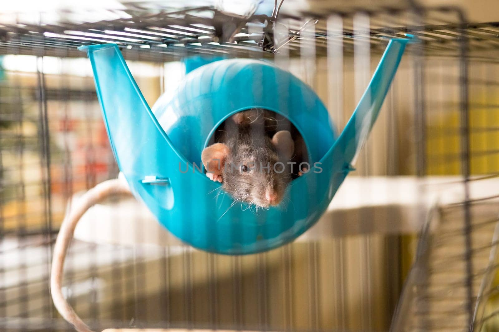 Two rats in a fully equipped two-storey open rat cage.