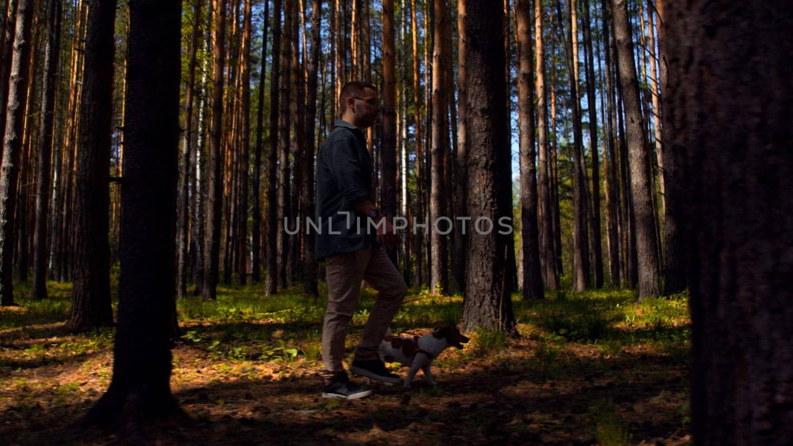 A man and walking in the woods with a small beautiful dog. Stock footage. Walking with a dog in a pine tree grove. by Mediawhalestock