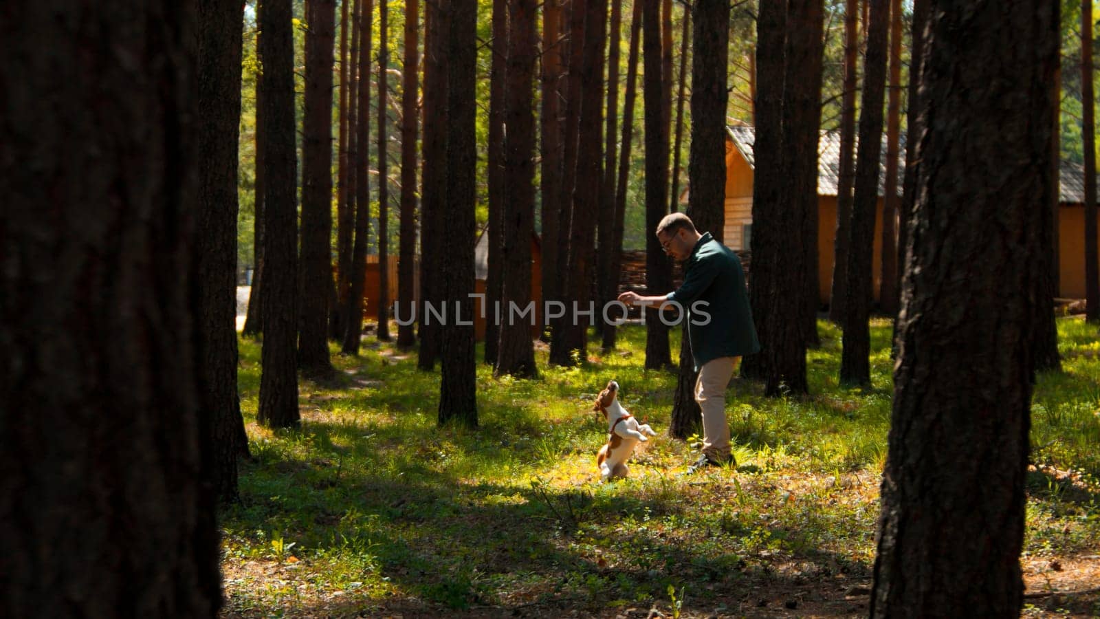 Dog training in summer sunny forest. Stock footage. Man having fun outdoors with his cute dog