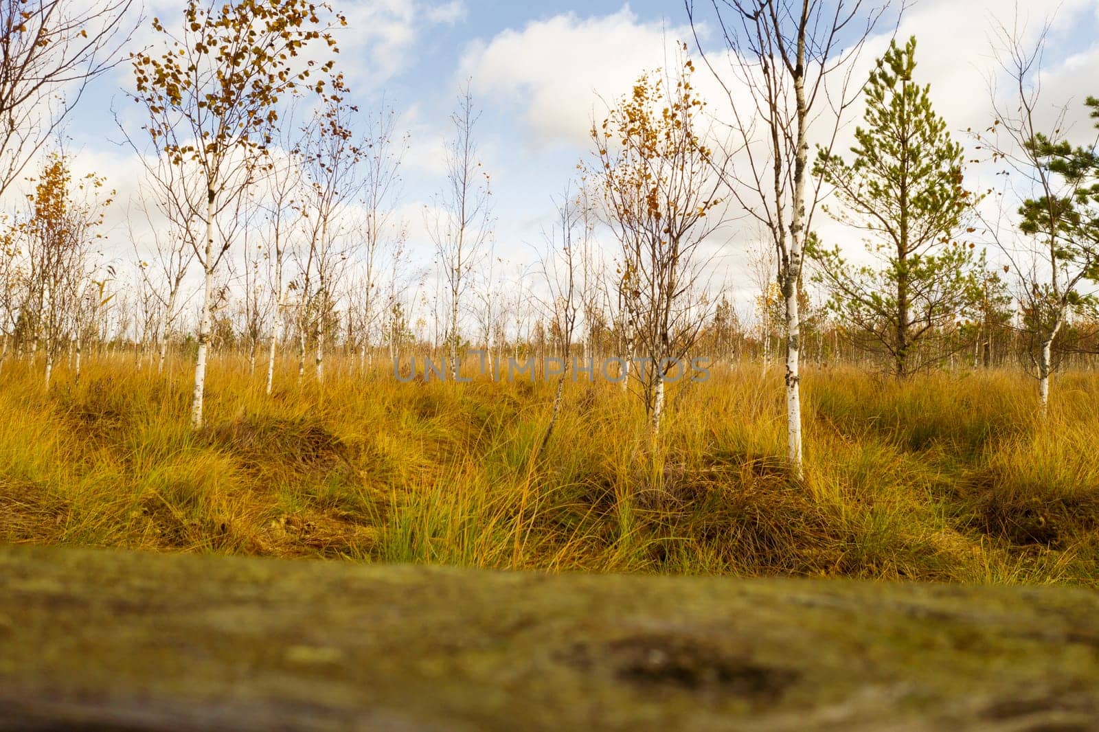 View of an autumn swamp with trees in Yelnya, Belarus. Ecosystems environmental problems climate change.