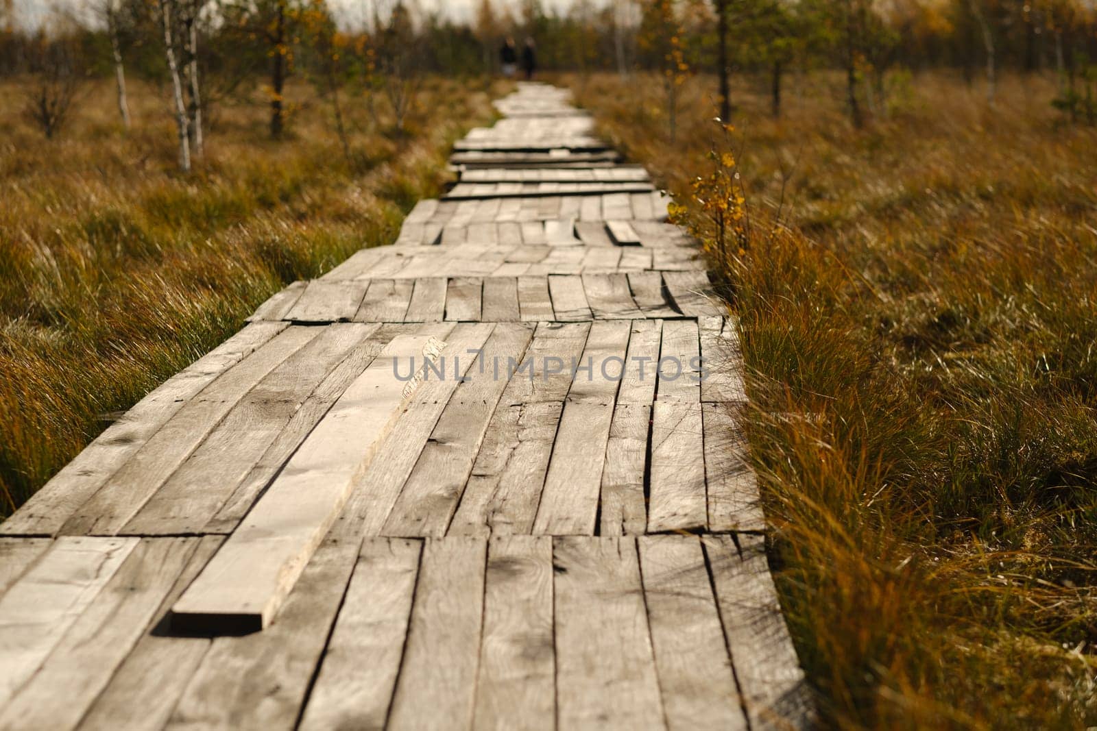 Wooden path on the swamp in Yelnya, Belarus.