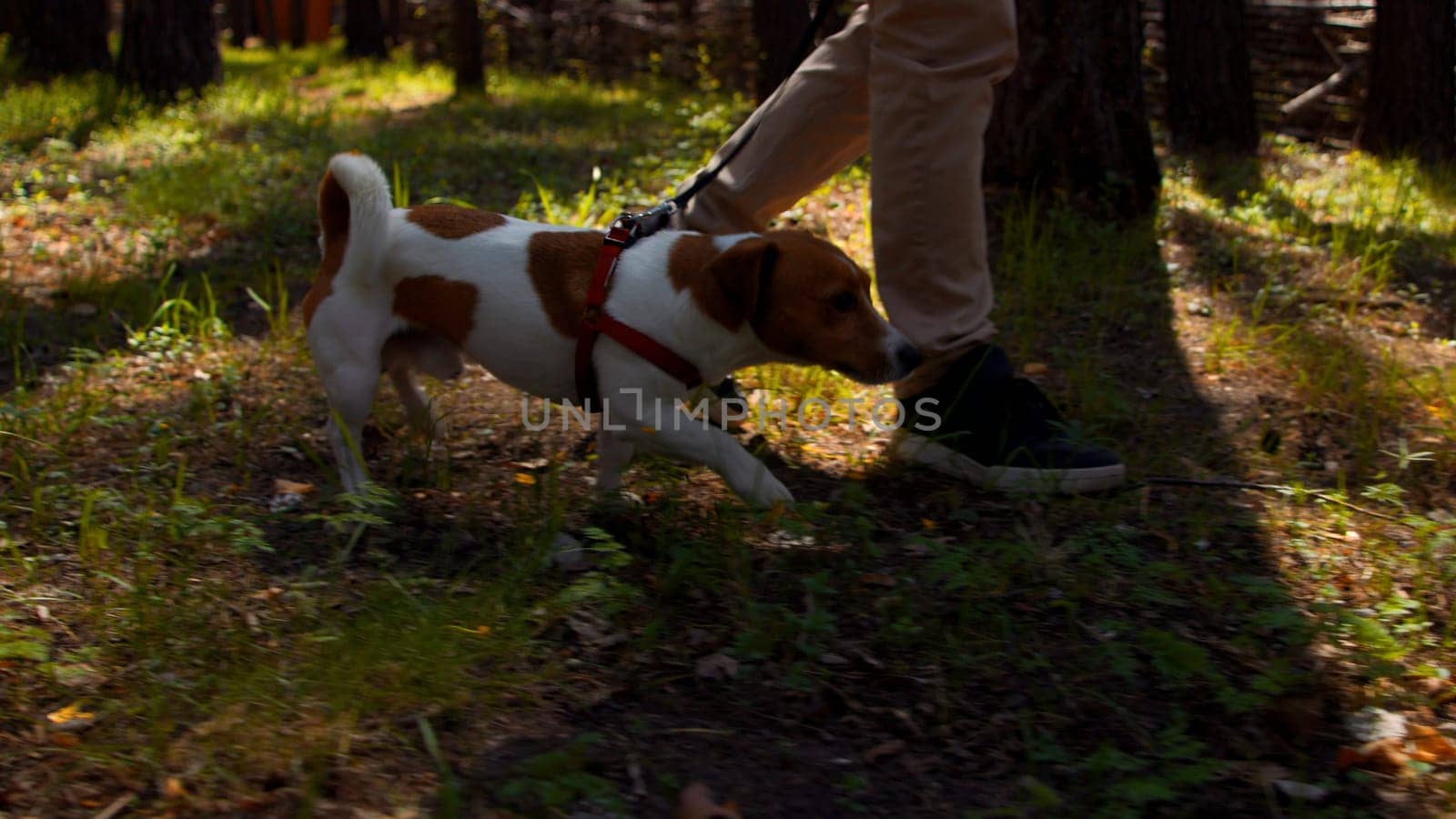 Pretty pet exploring summer city park with pine trees. Stock footage. Nice little dog jack russell walking with its owner