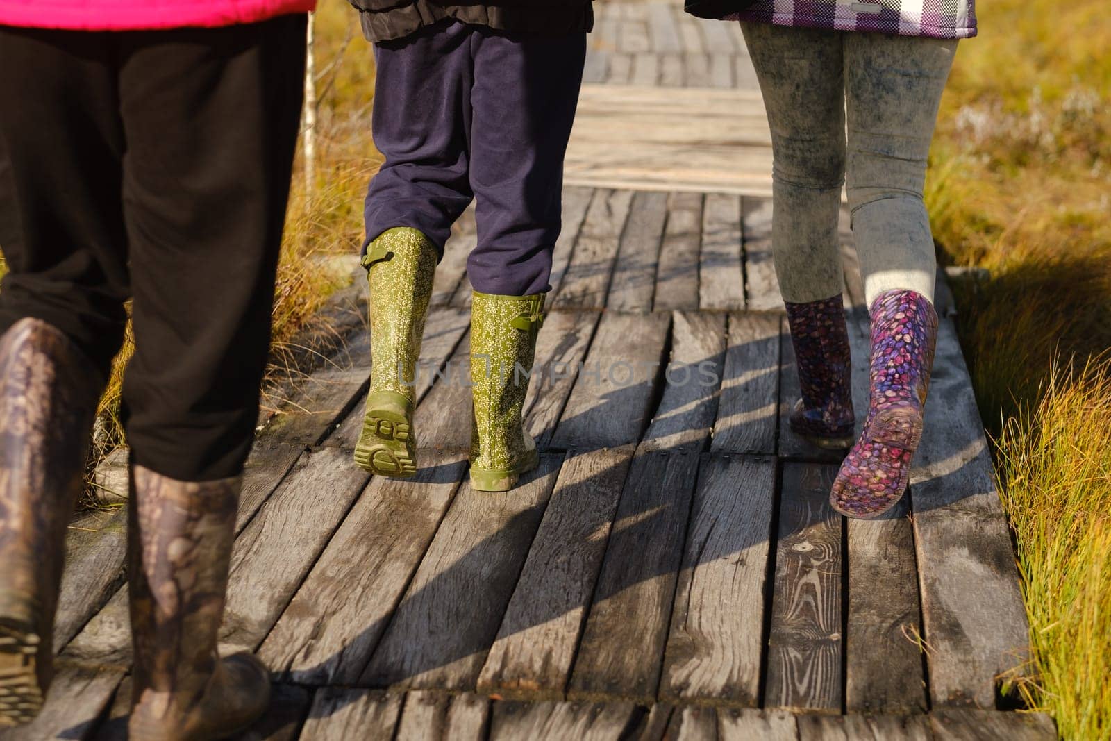 People in boots walk along a wooden path in a swamp in Yelnya, Belarus.