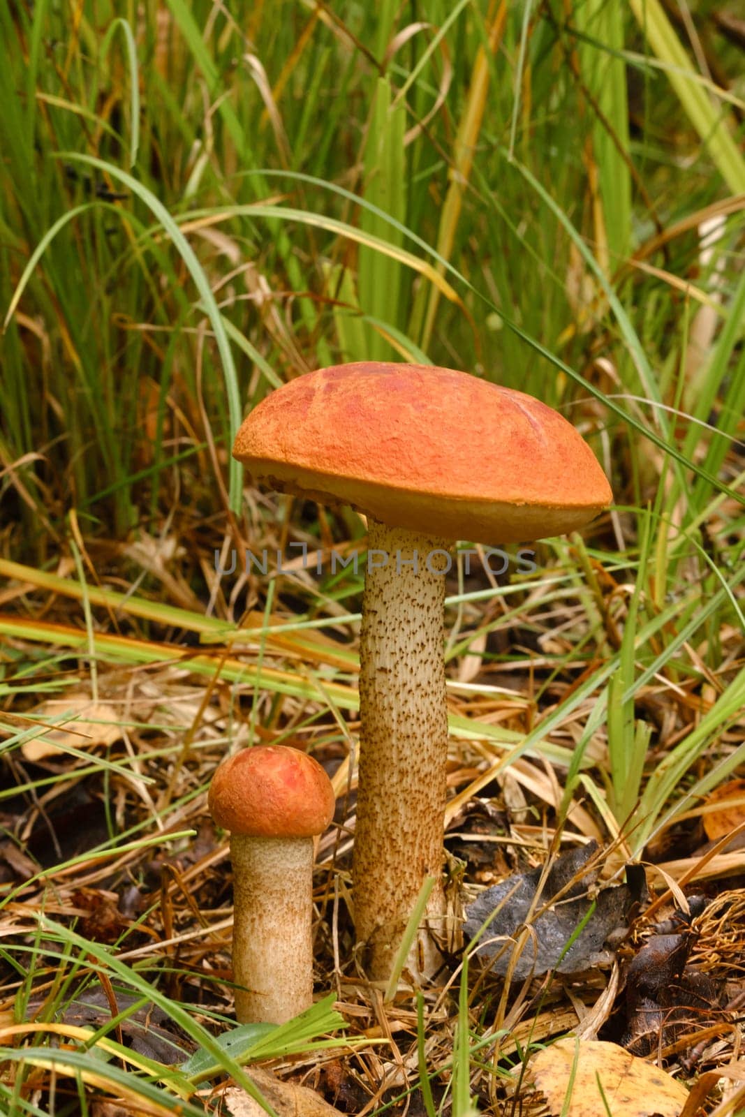 Two red aspen trees grow in the forest. Mushrooms in the forest. Mushroom picking.