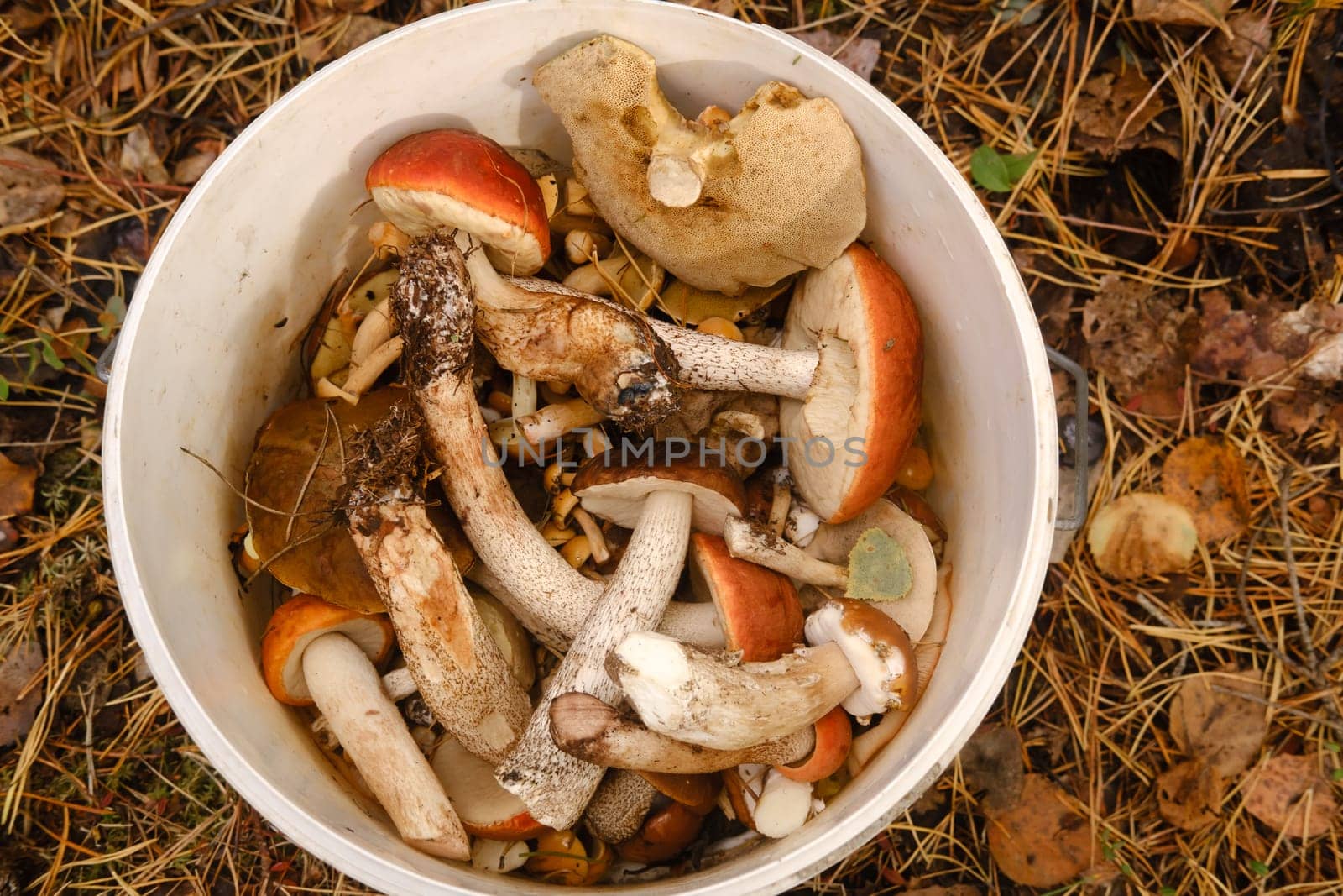 there are a lot of wild mushrooms of aspen and blackberries in the bucket . Mushrooms in the forest. Mushroom picking.